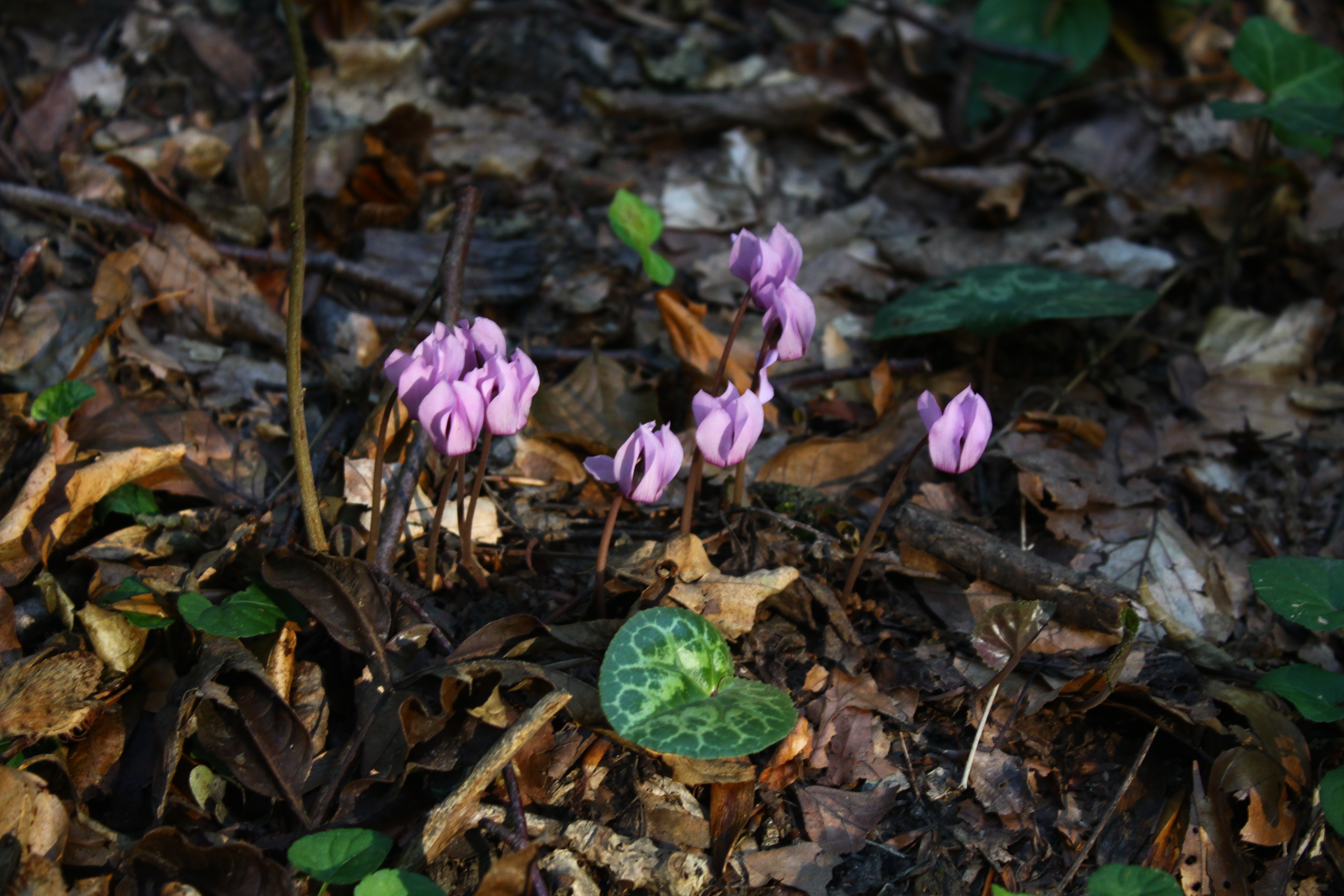 03092013105843 1889 art 482 cyclamen purpurascens riegersburg 4291 59