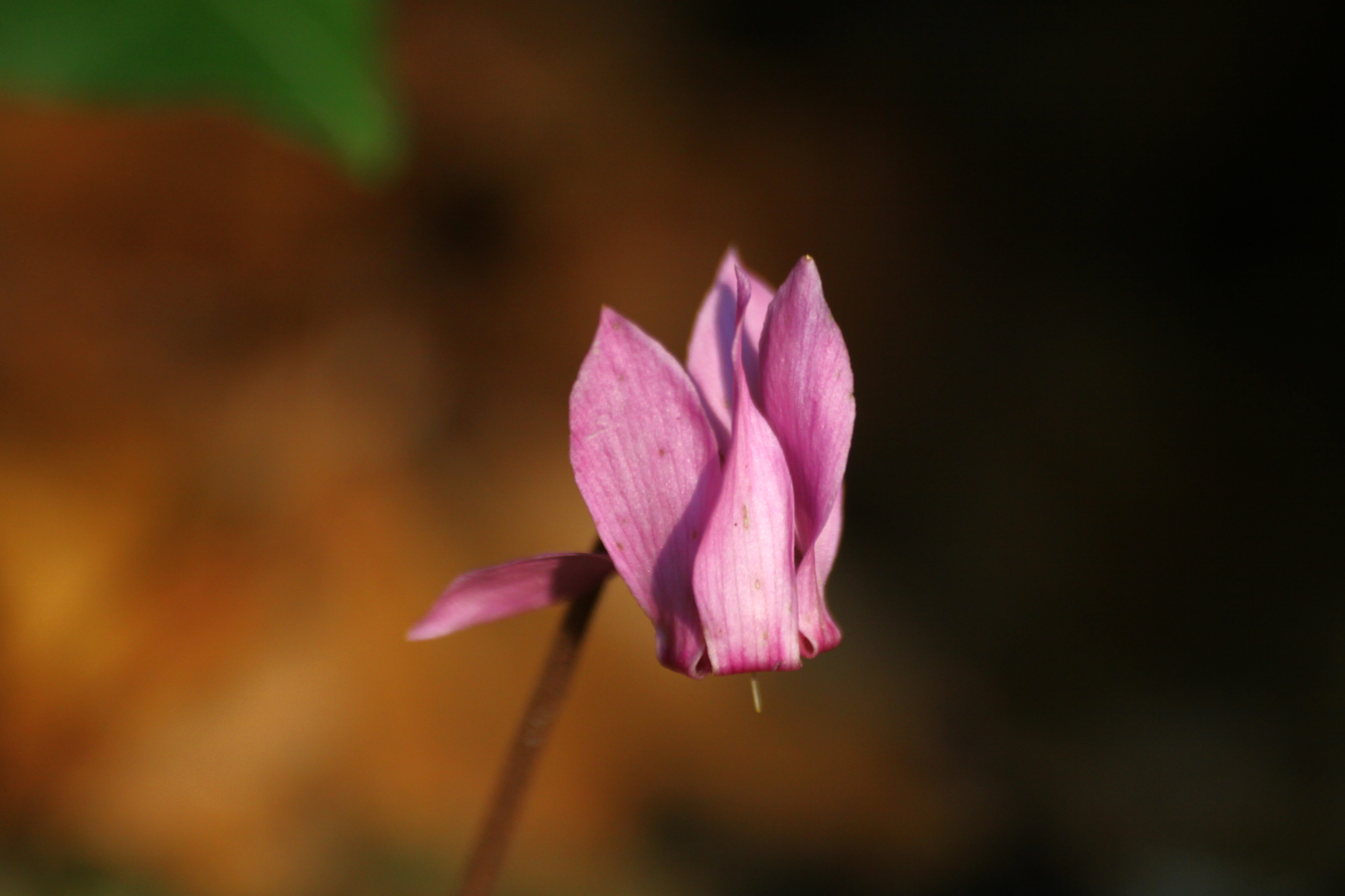 03092013110027 1890 art 482 cyclamen purpurascens riegersburg 4291 226