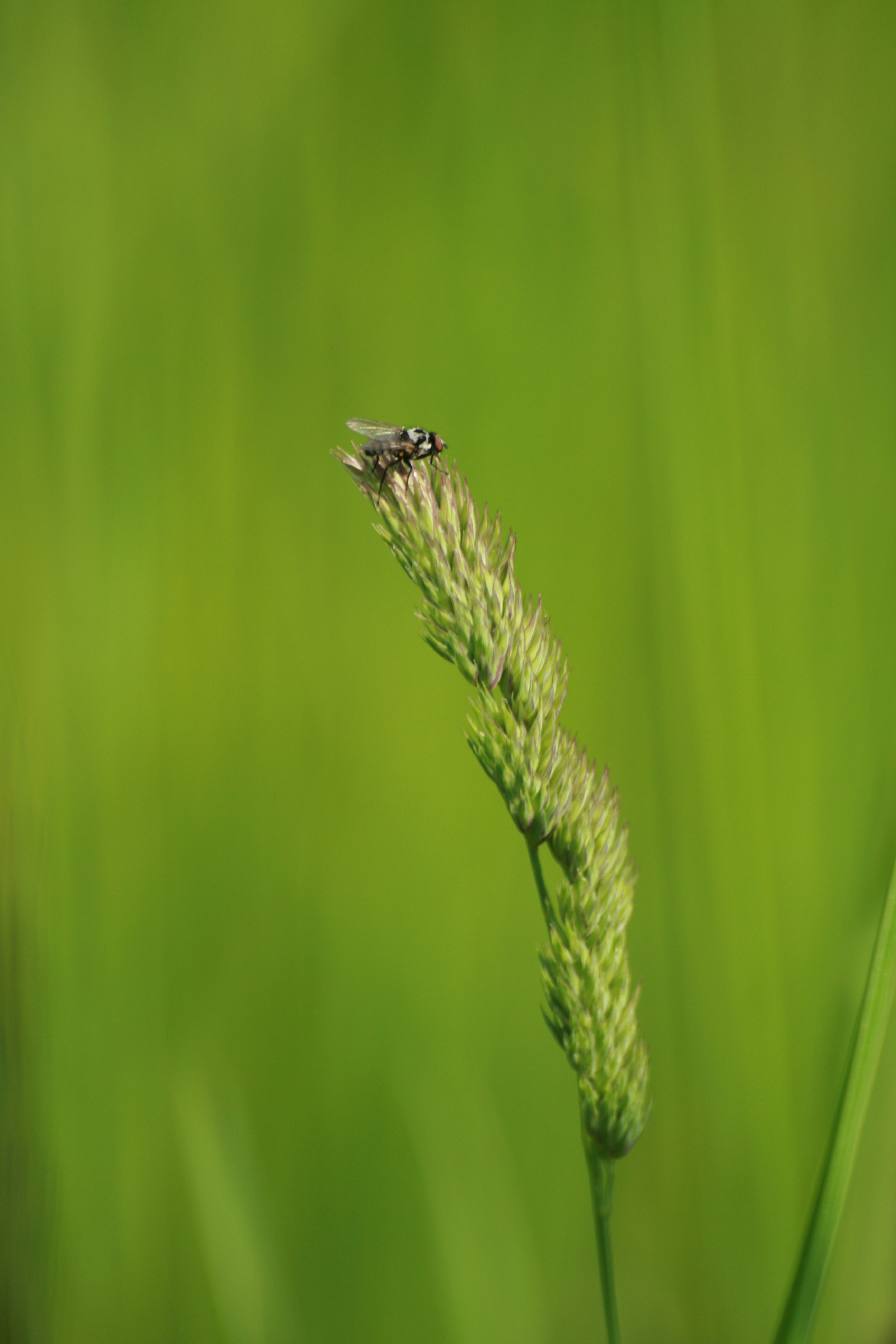 03092013111511 1891 art 493 dactylis glomerata fliege burgfried 01 132