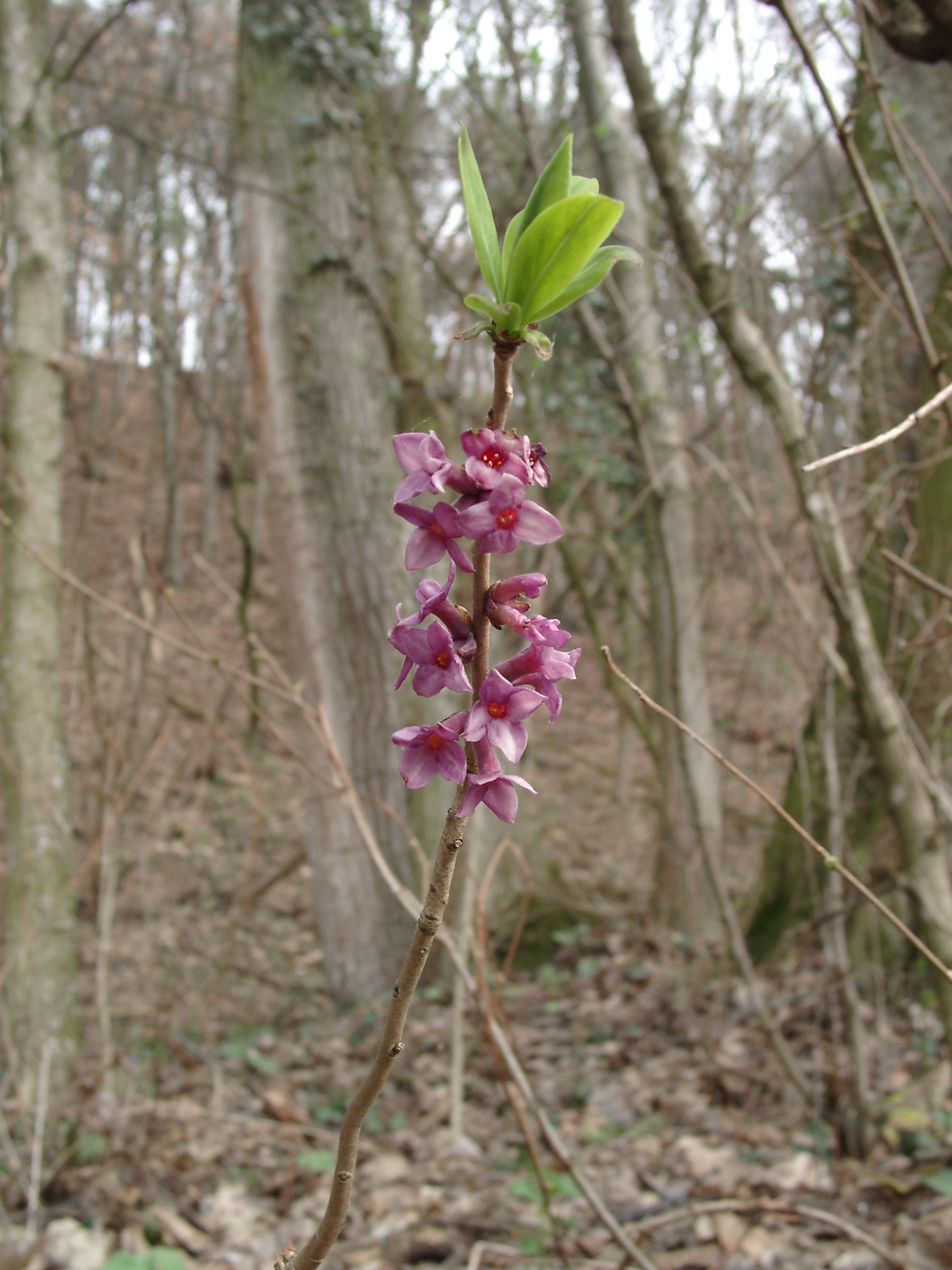 03092013111717 1892 art 483 daphne mezereum 03290004