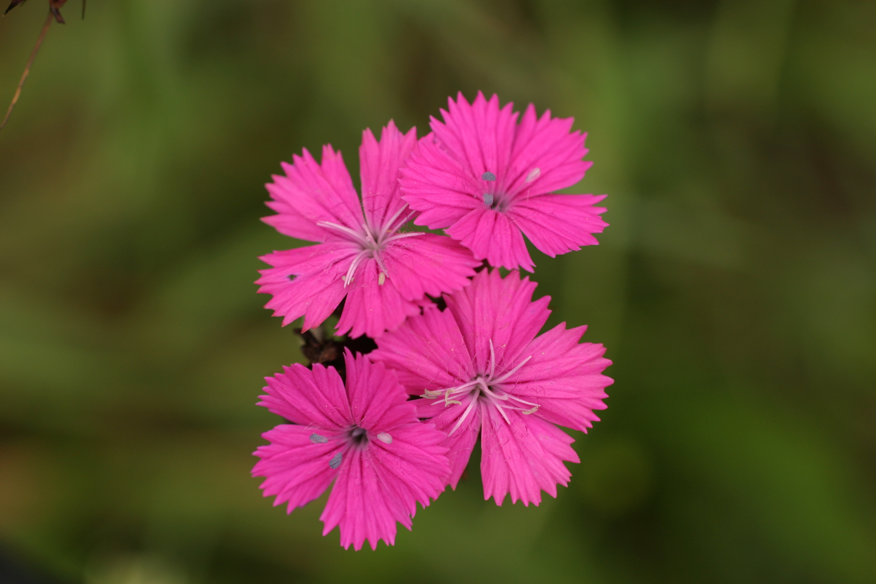 03092013112352 1895 art 554 dianthus carthusianorum hochstraden reg bild 516 6