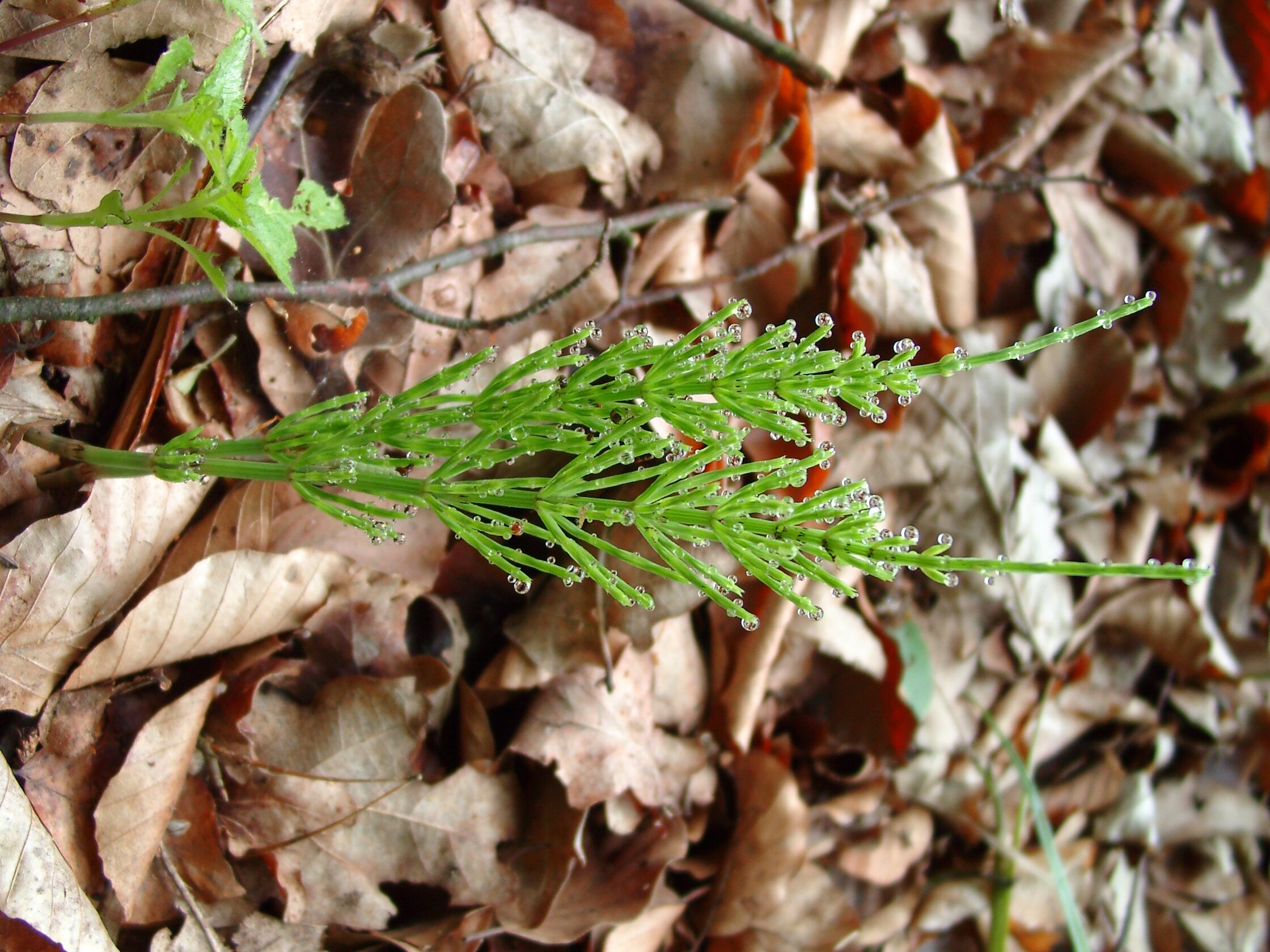 03092013112519 1896 art 708 equisetum arvense 05090038