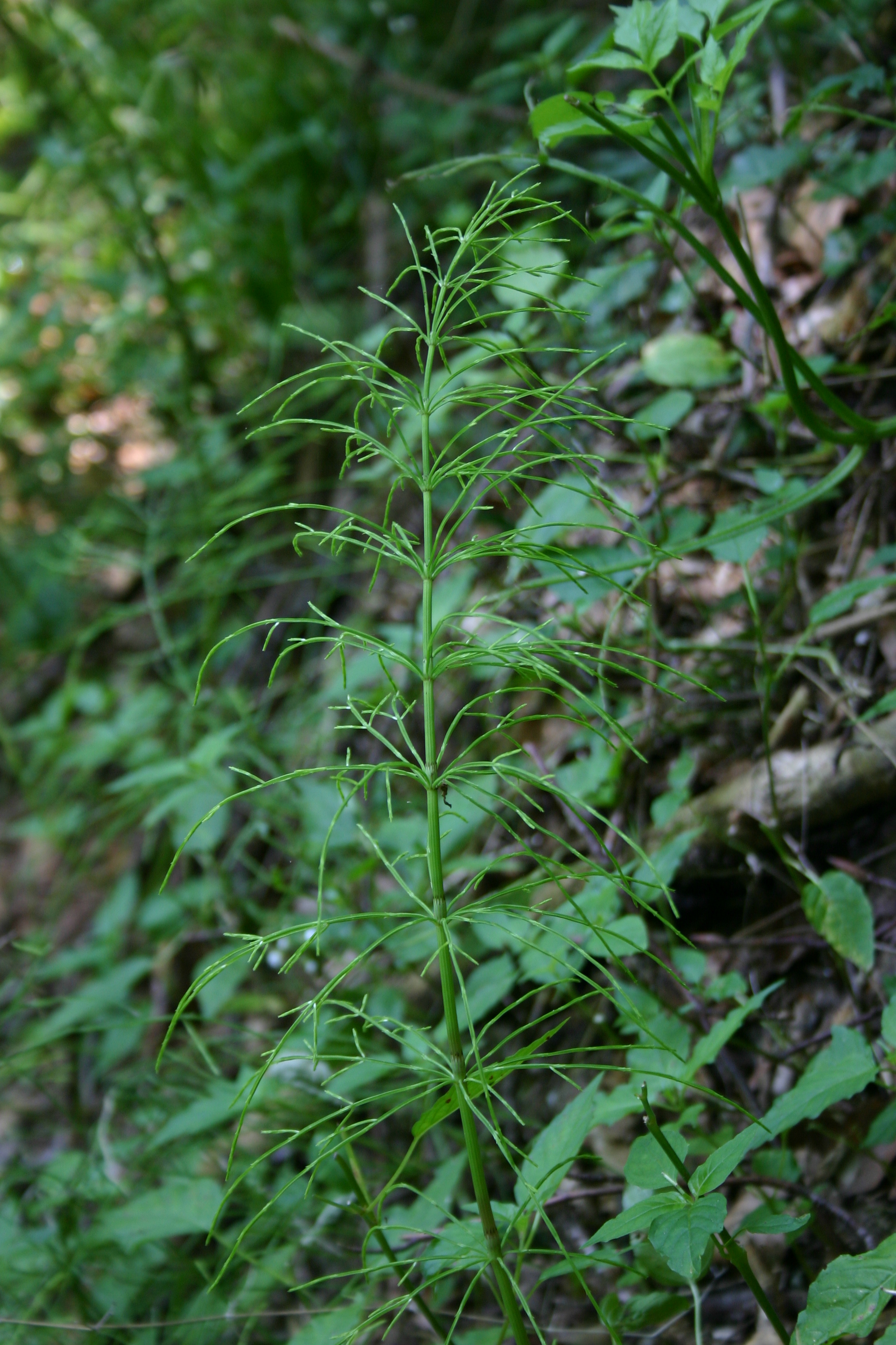 03092013112641 1897 art 708 equisetum arvense glbgkgwest img 2988 5