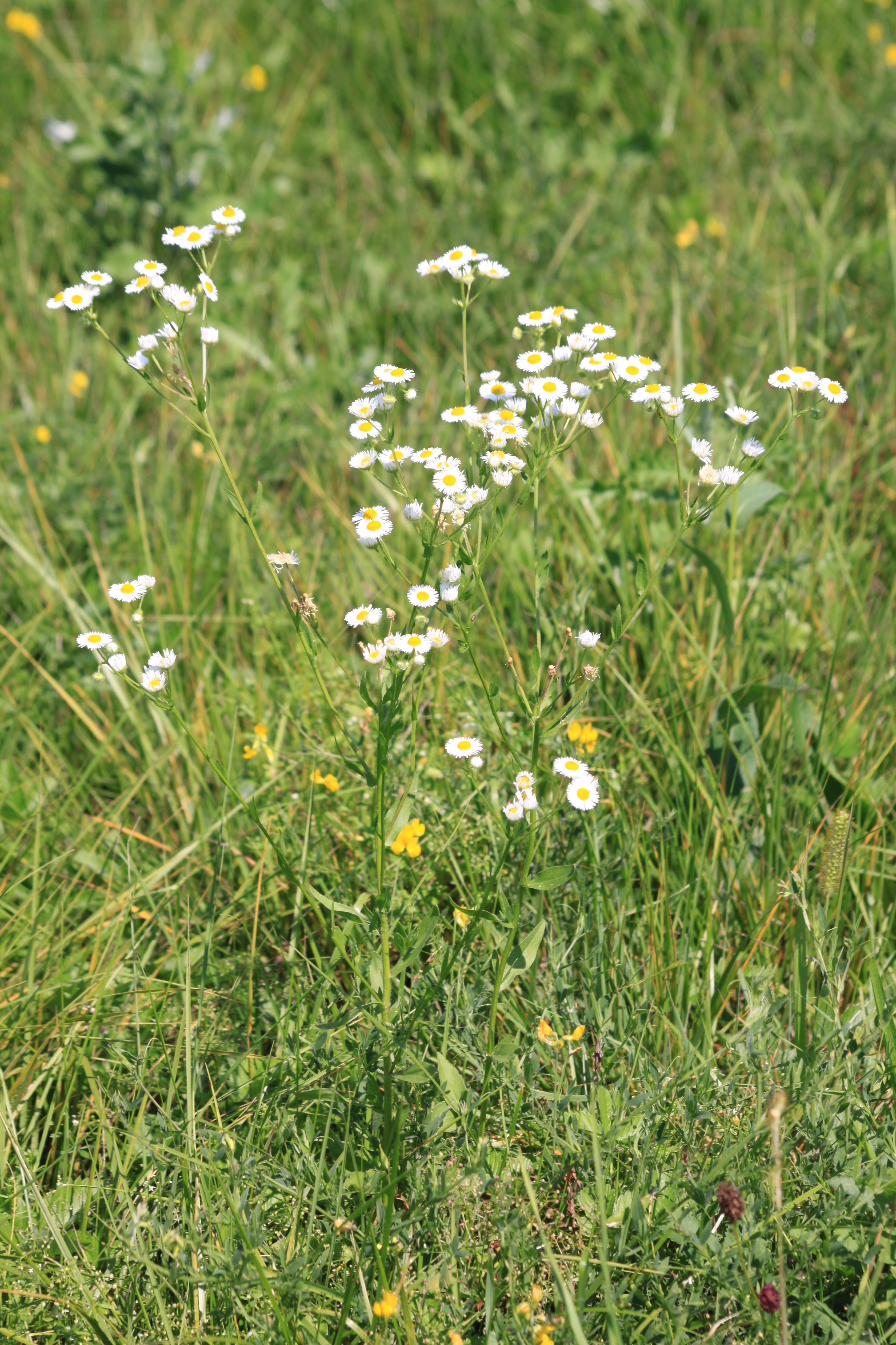 03092013112853 1898 art 564 erigeron annuus urbersdorf stremtal 01 302