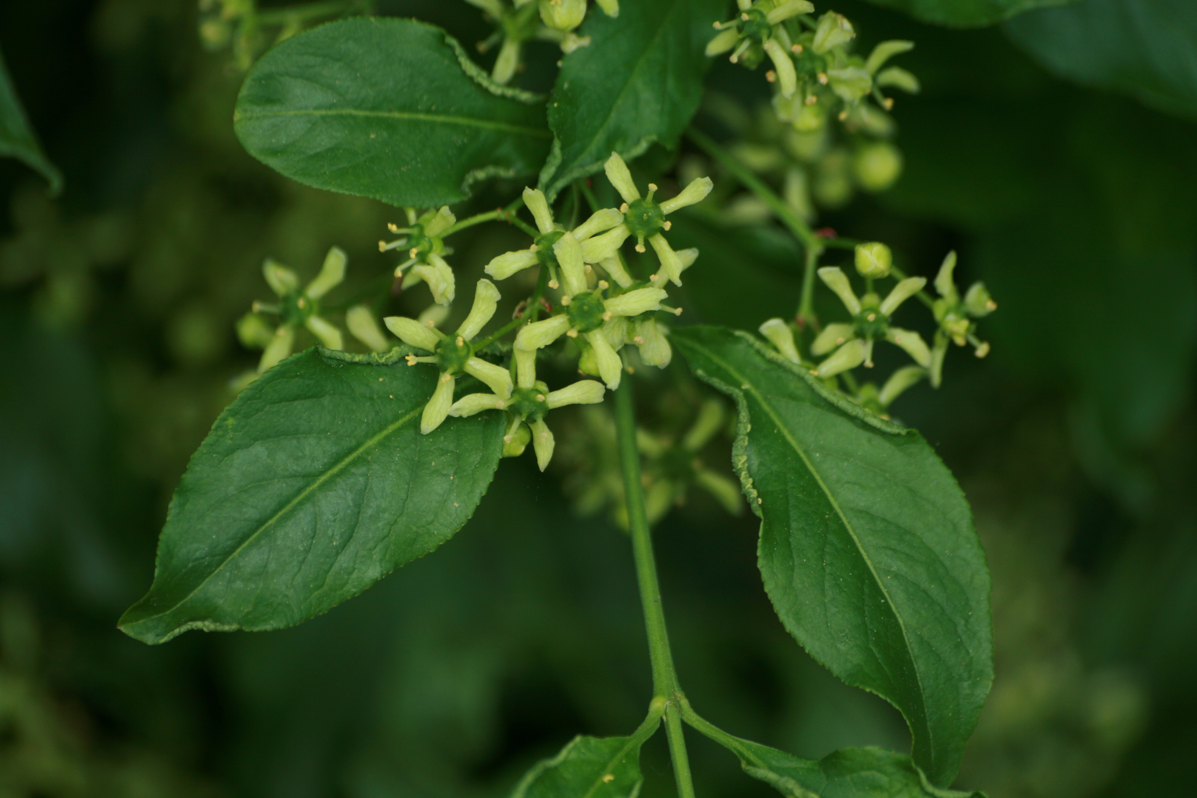 03092013113124 1899 art 262 evonymus europaea burgfried 01 63