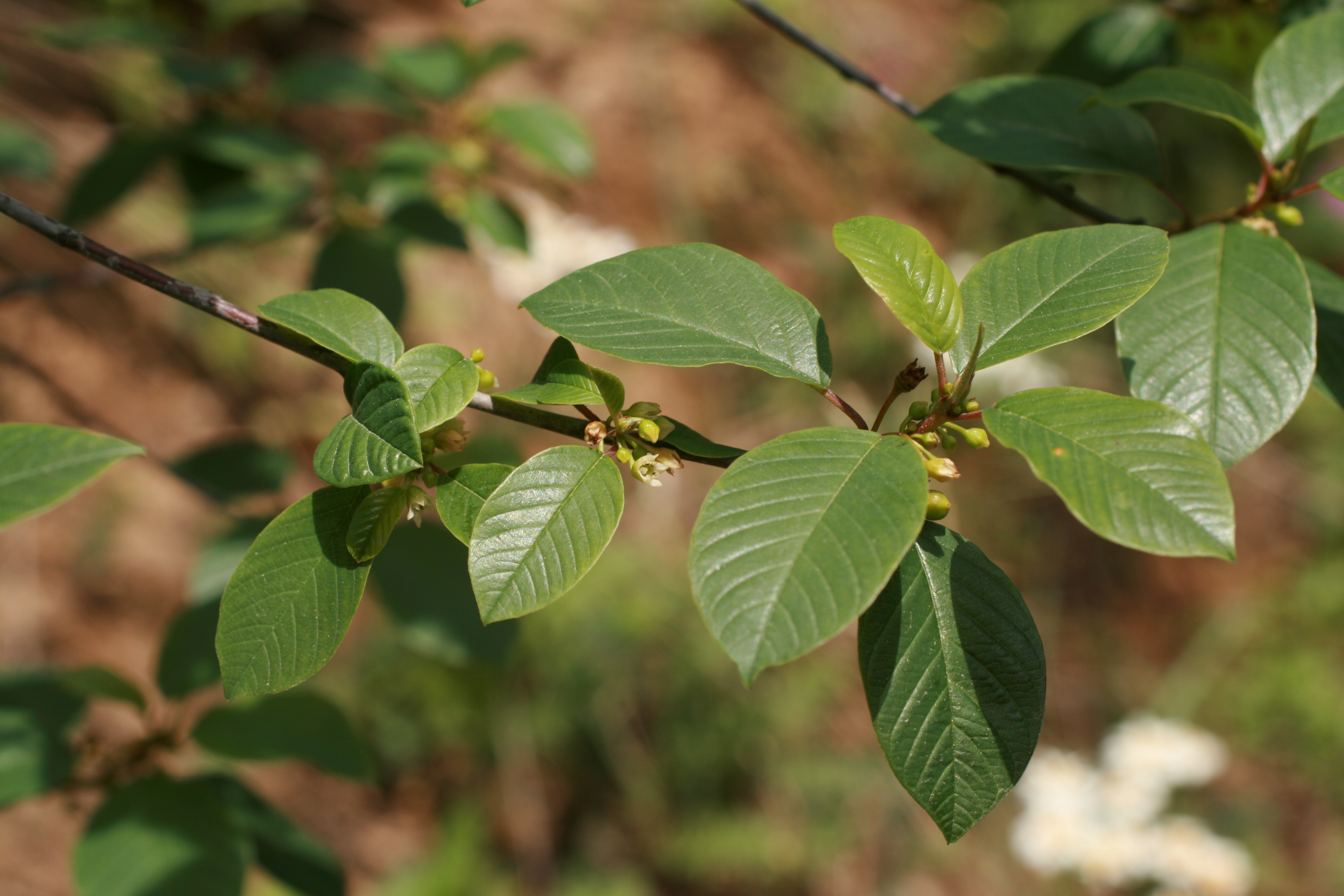 03092013113333 1900 art 295 frangula alnus sotinaslo img 8878 5