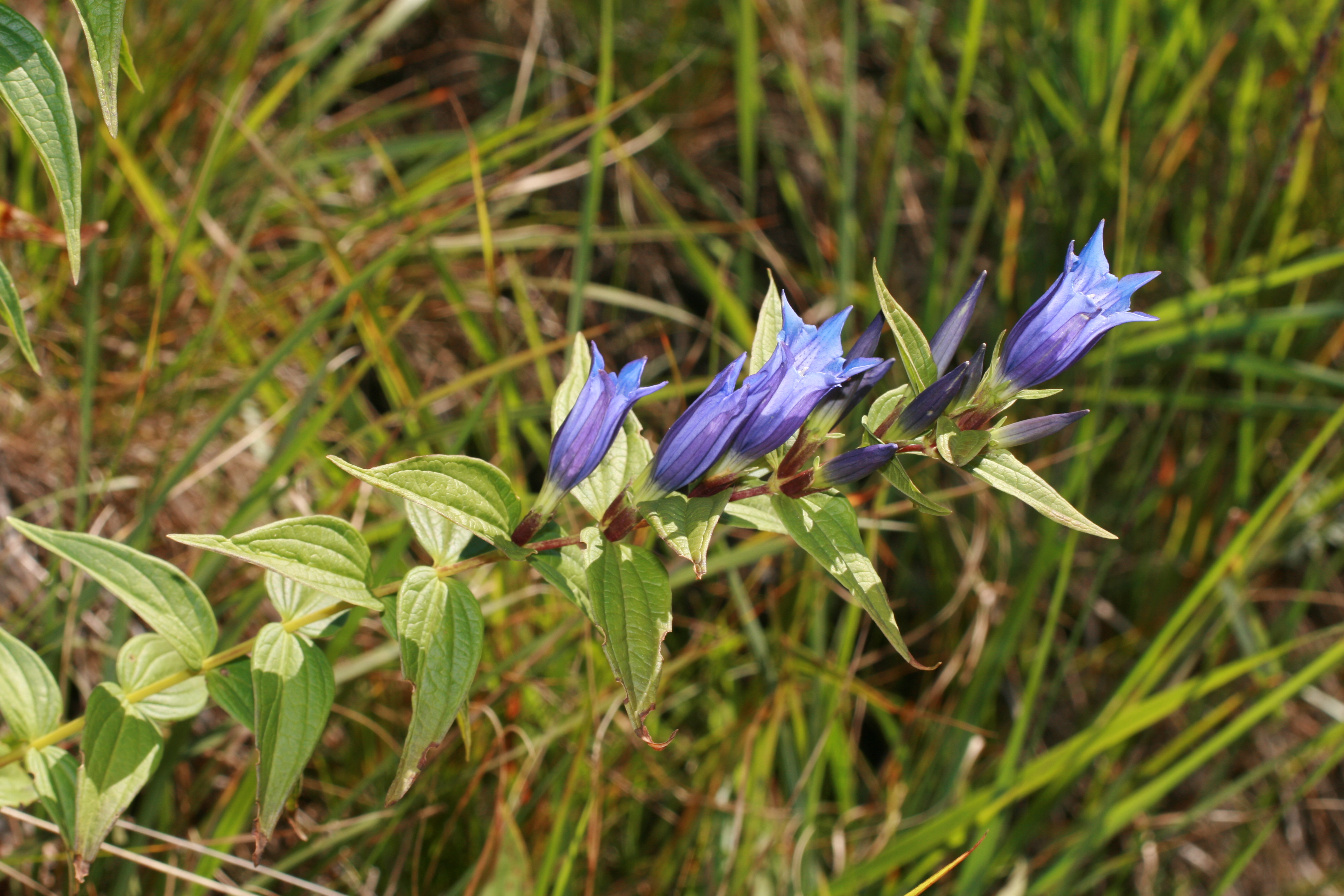 03092013113718 1901 art 1314 gentiana asclepiadea schwalbenwurz enzian isar au 305 70