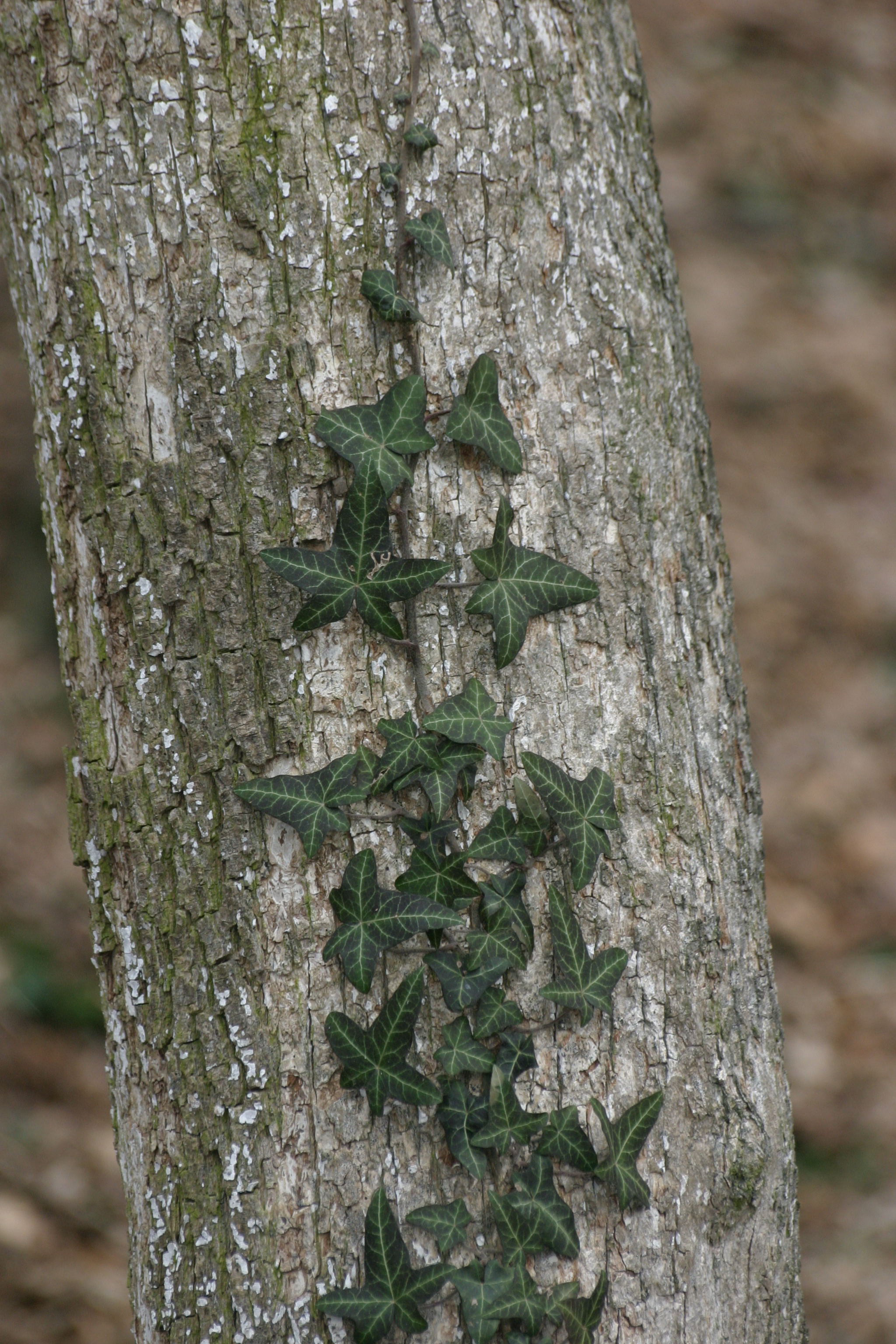 03092013113920 1902 art 699 hedera helix img 6089