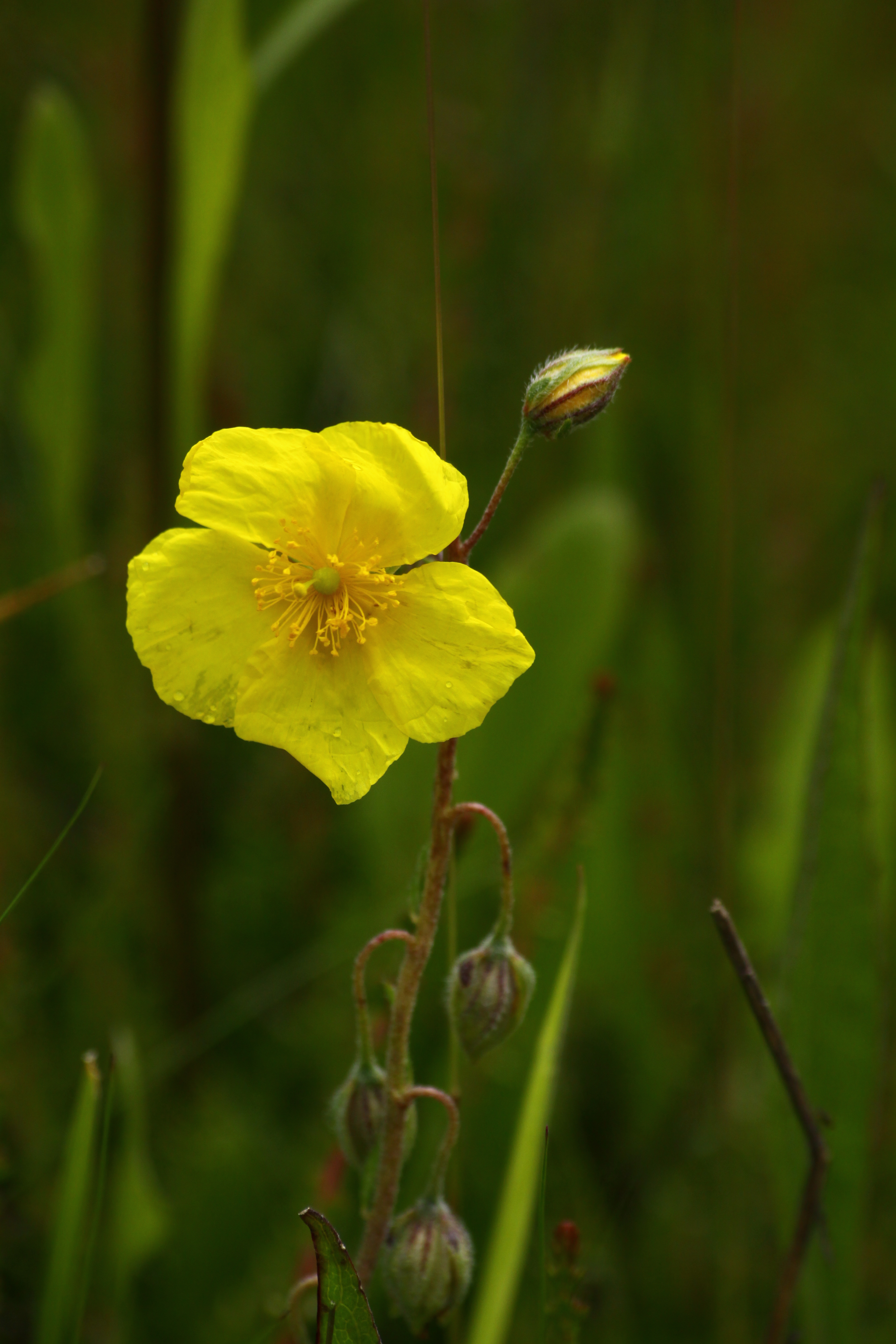 03092013114120 1903 art 558 helianthemum nummularium subsp obscurum ovatum orfalu Orseg ungarn 340 270