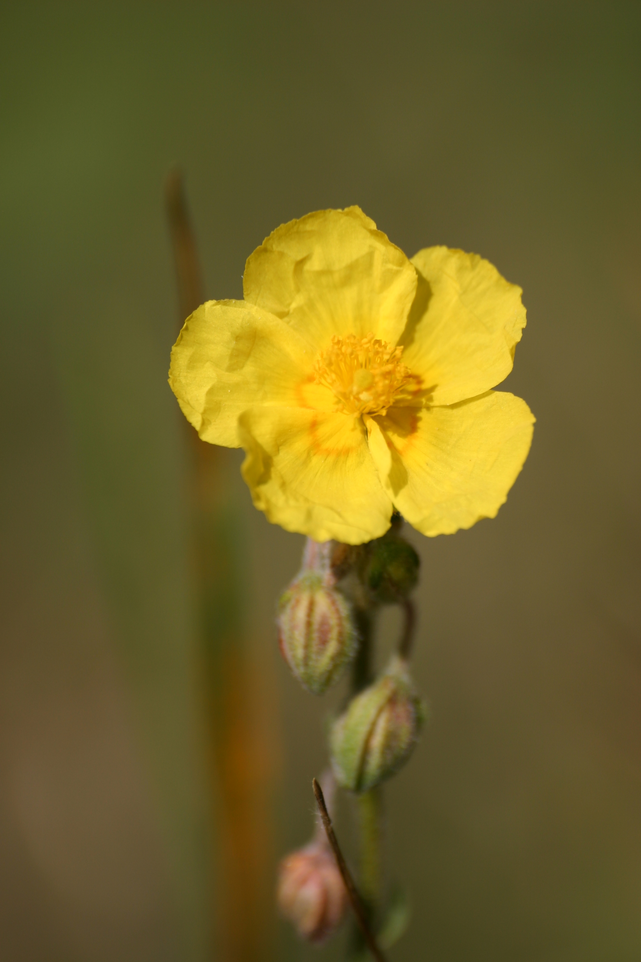 03092013114247 1904 art 558 helianthemum ovatum img 3961 2