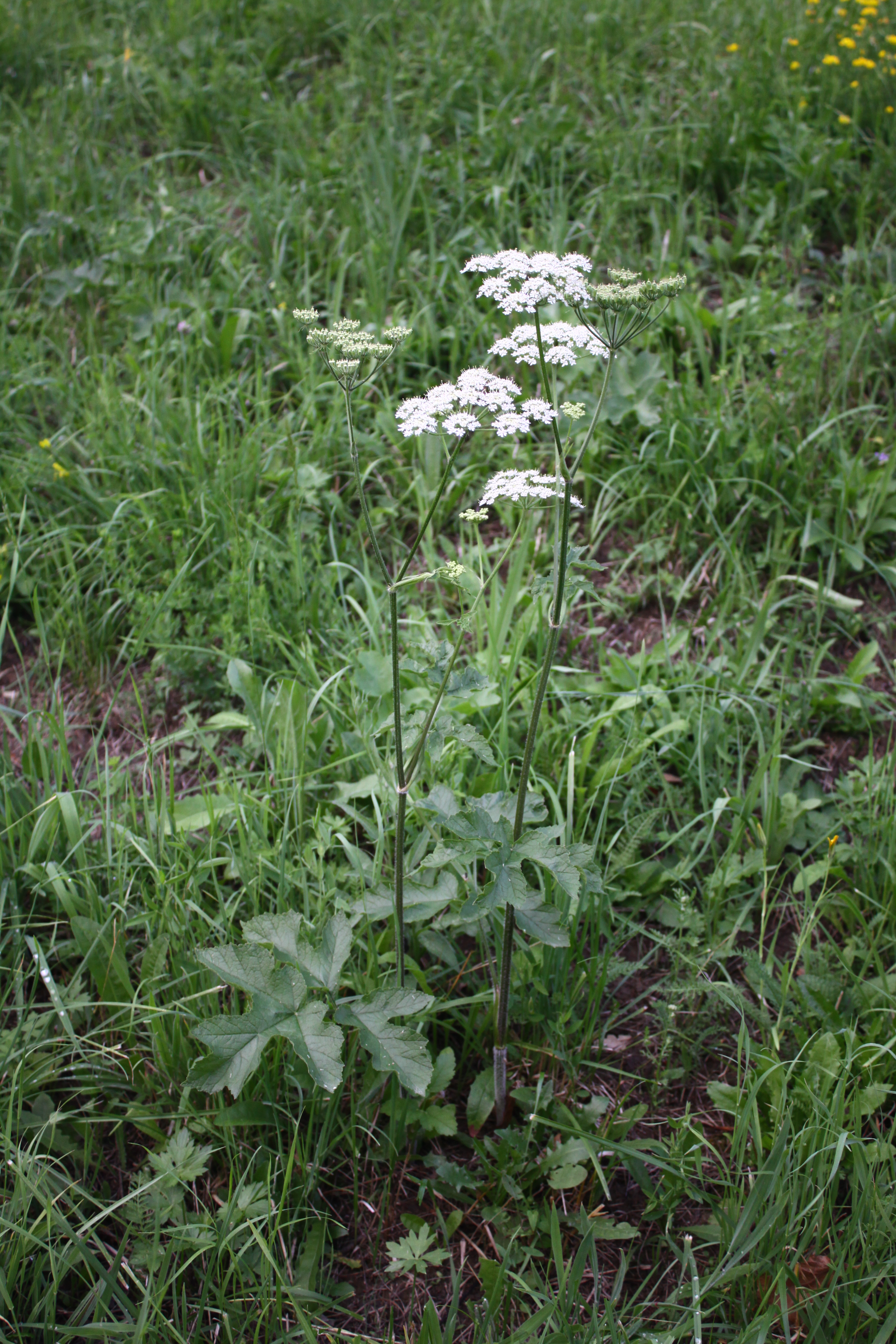 03092013114543 1905 art 751 heracleum sphondylium riegersburg 9301 53