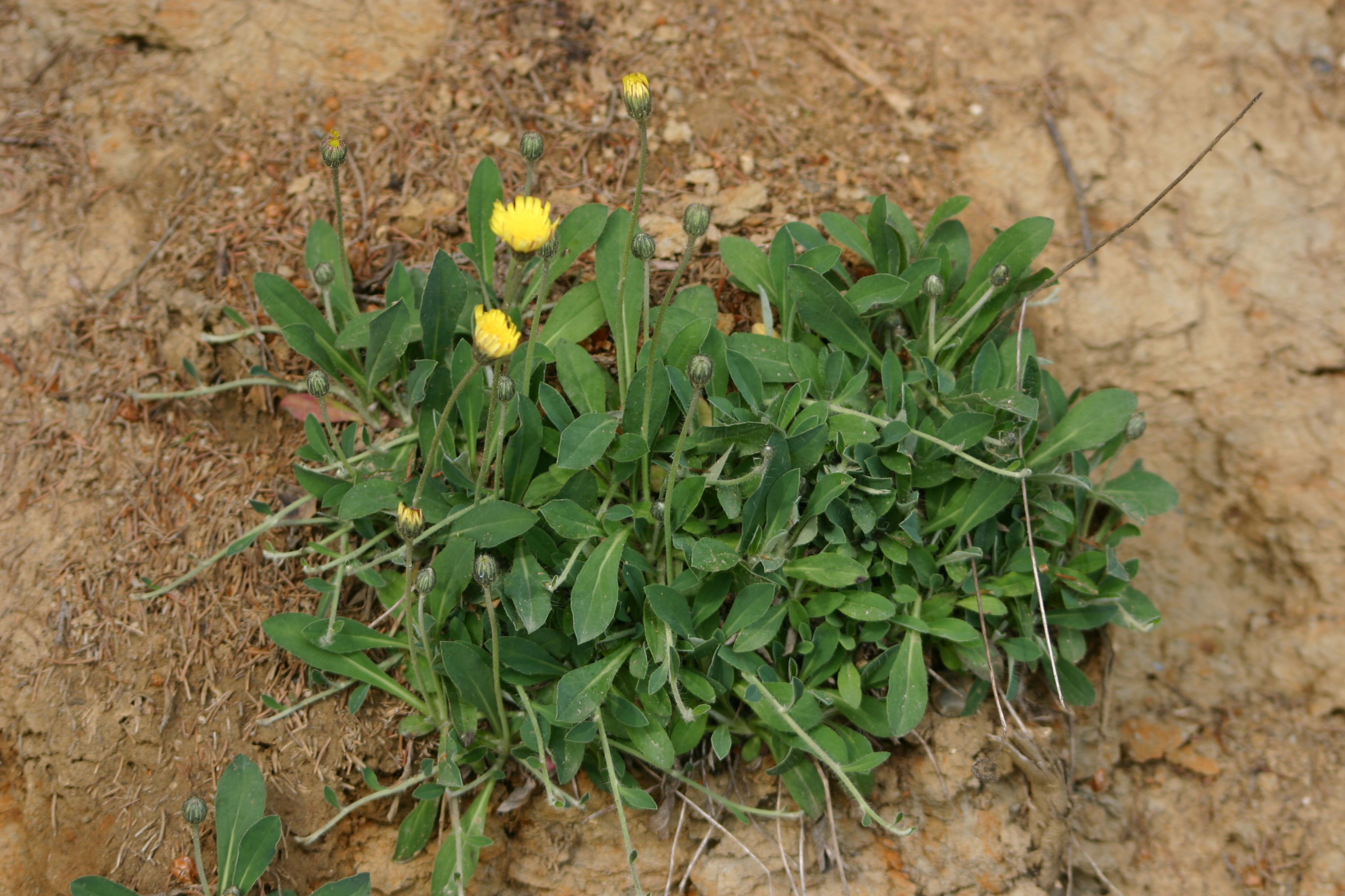 03092013114940 1906 art 538 hieracium pilosella img 0797
