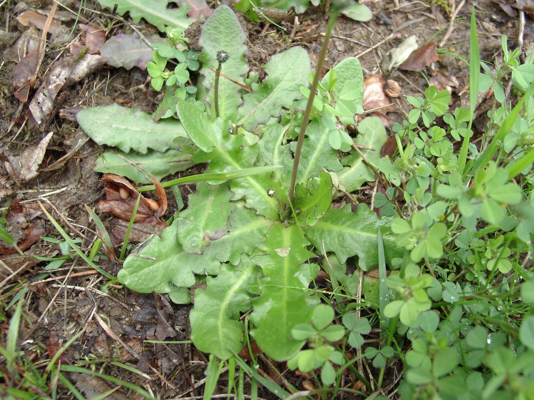 03092013121526 1908 art 539 hypochoeris radiata 04270013