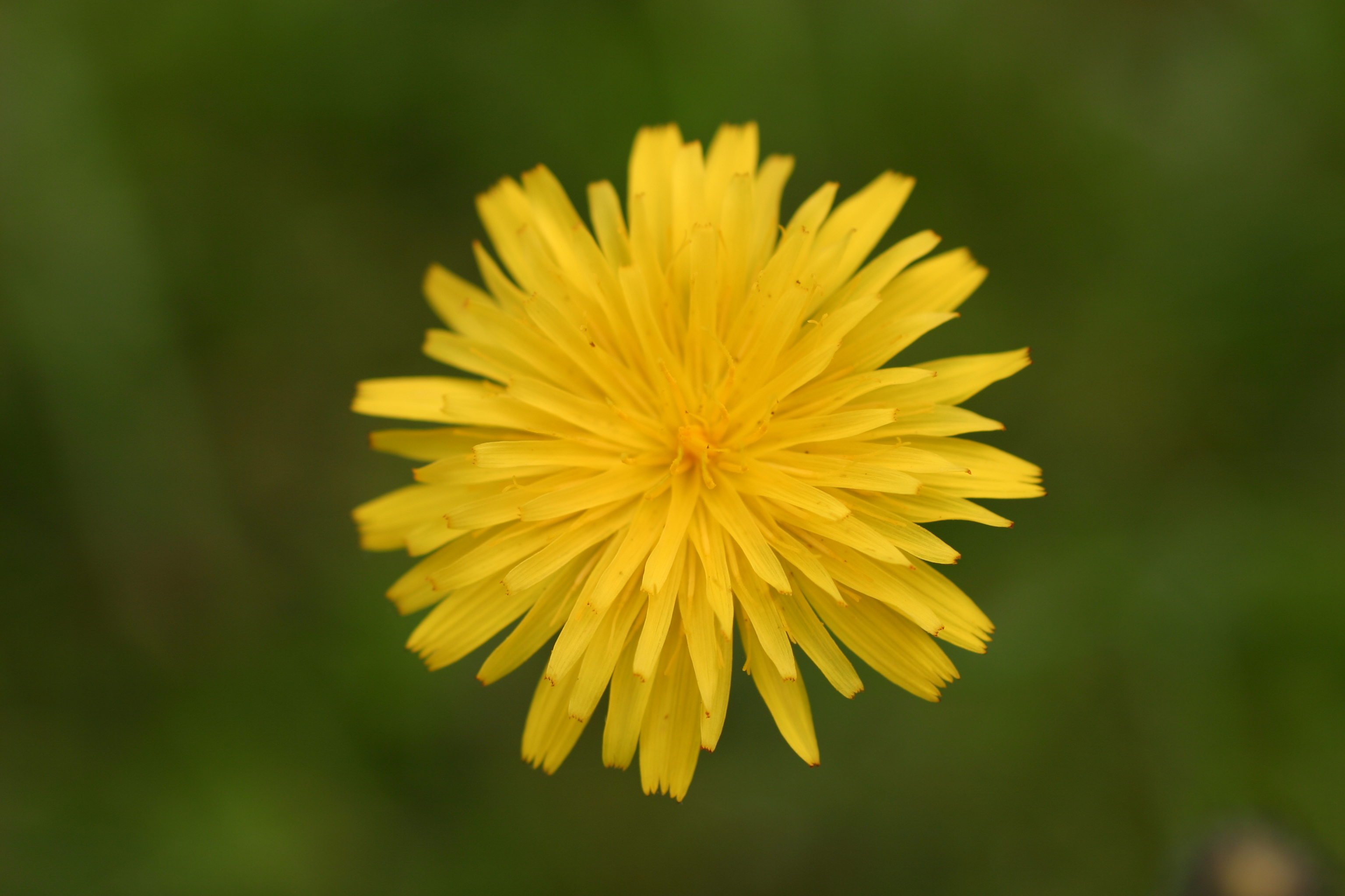 03092013122151 1909 art 539 hypochoeris radiata graz stleonhard img 4561 2