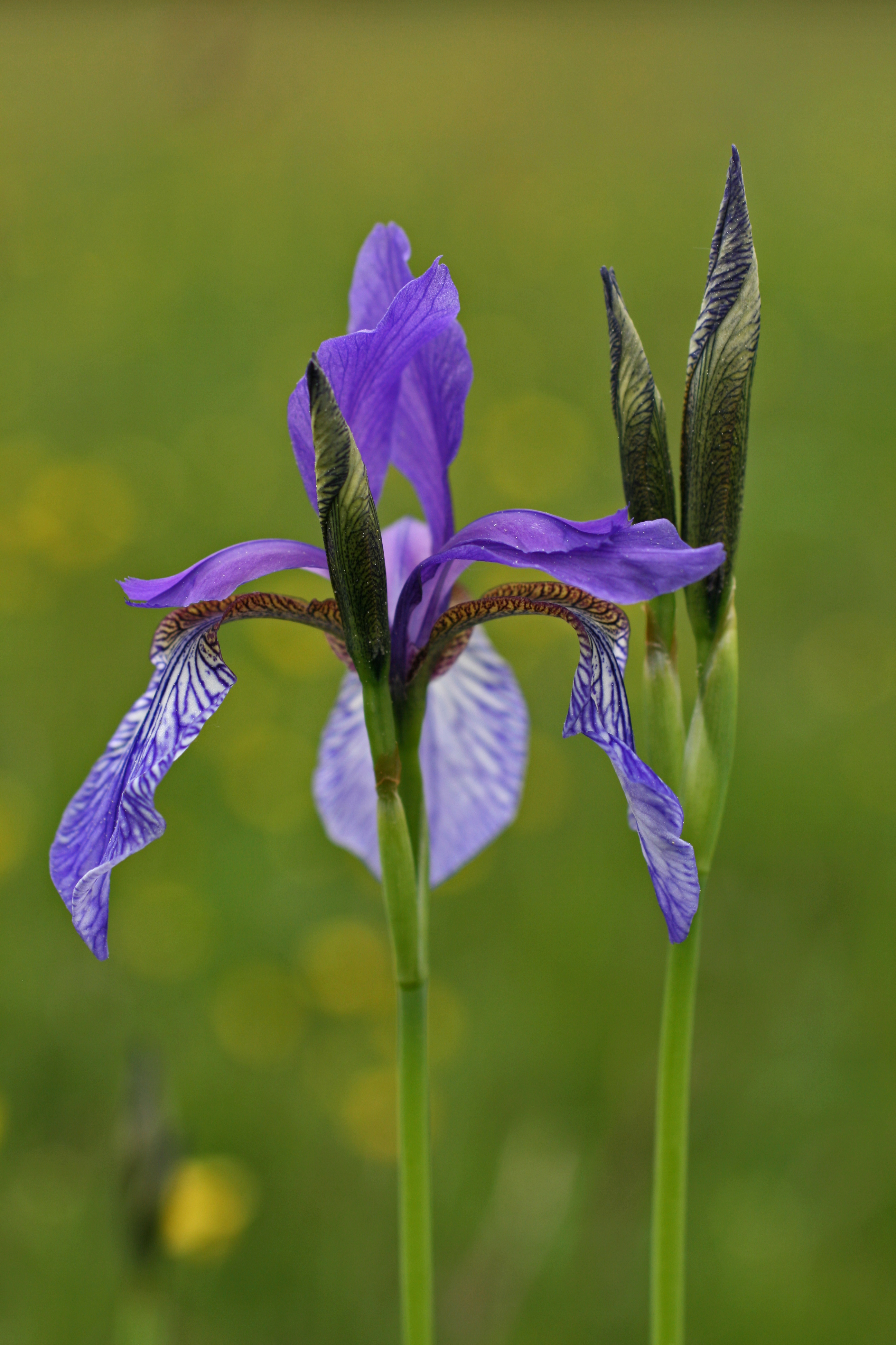 03092013123007 1910 art 326 iris 3 sibirica 0 111