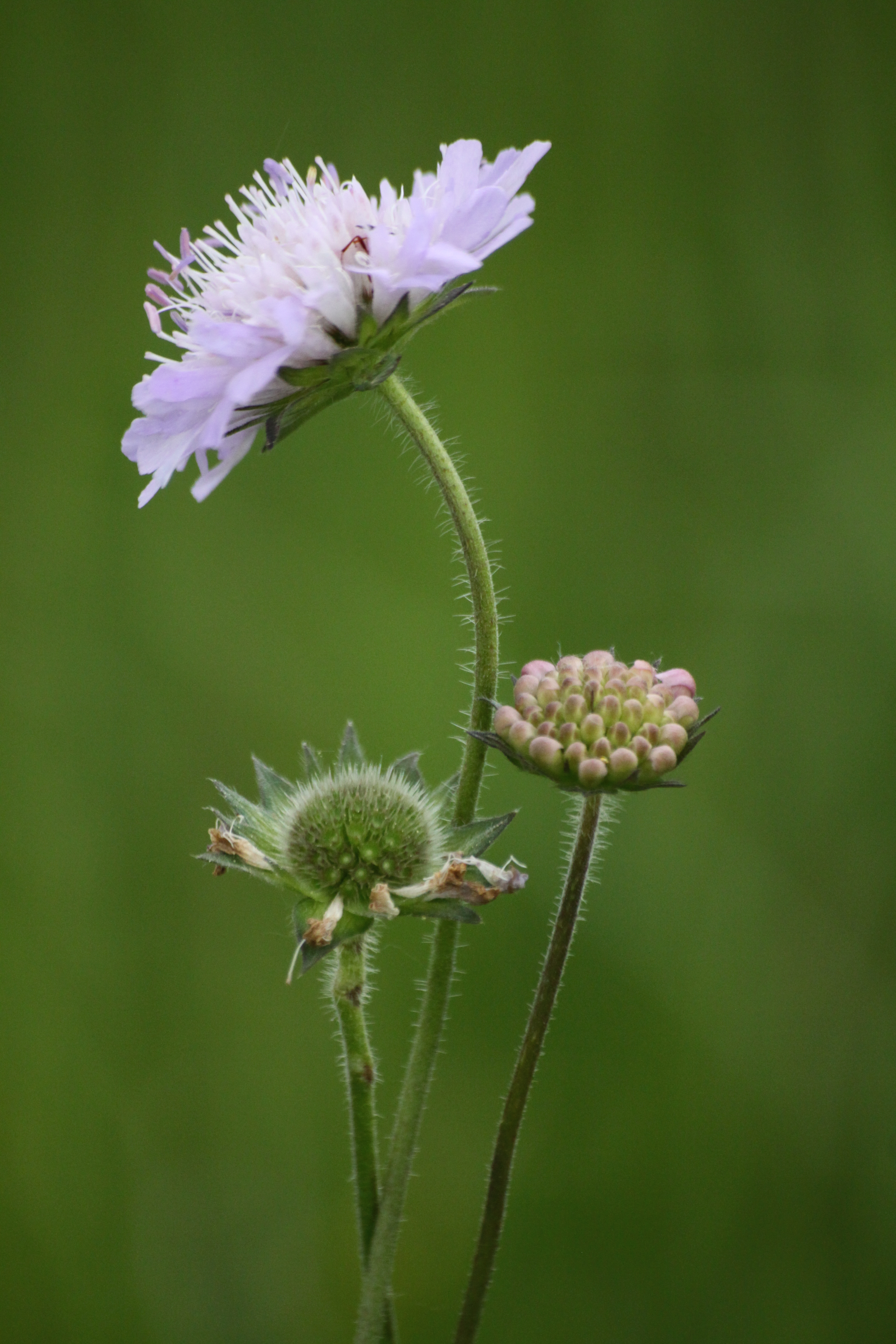 03092013123411 1911 art 495 knautia arvensis burgau sued 13 7