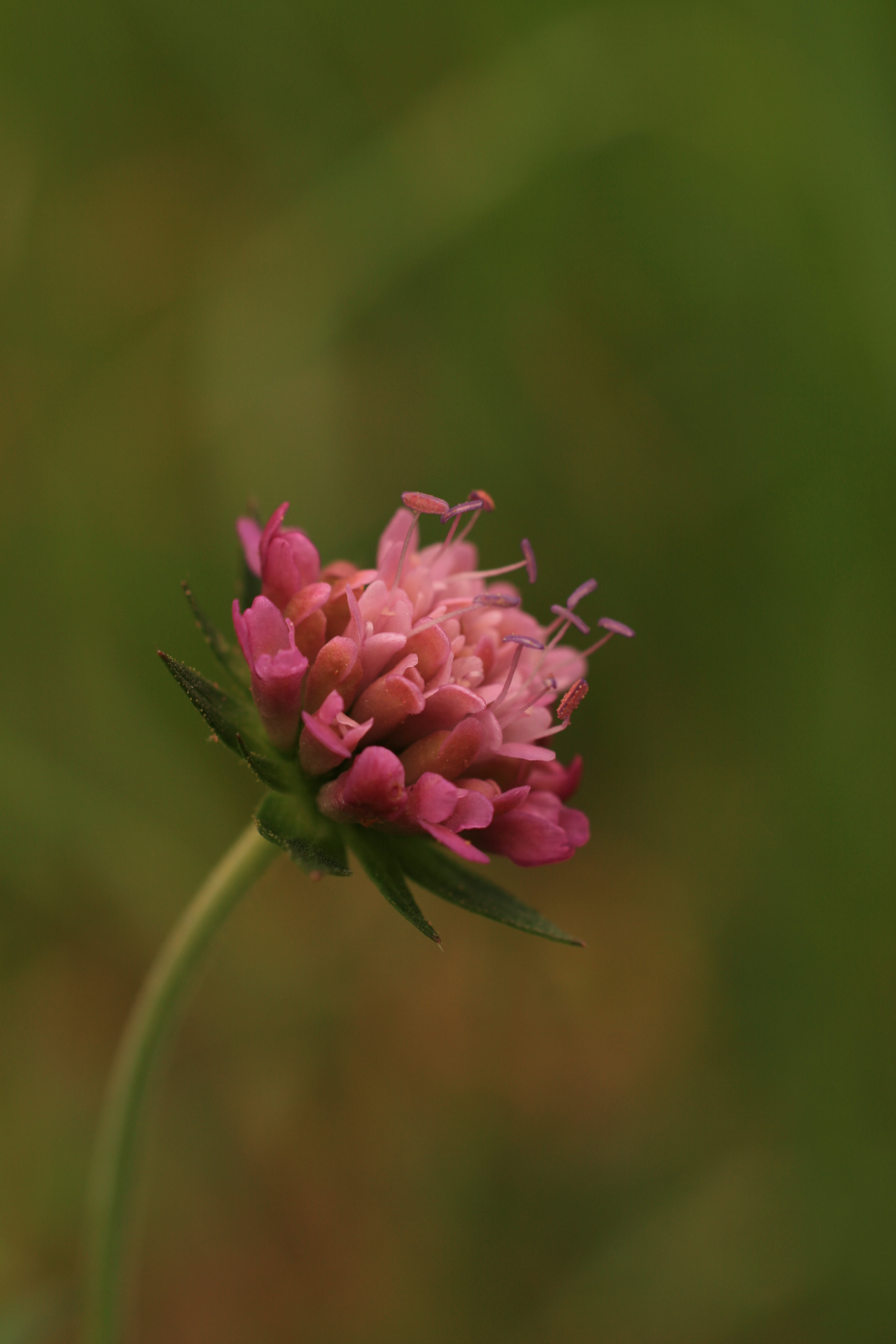 03092013123840 1912 art 880 knautia drymeia oberkarlaberg img 7675 1