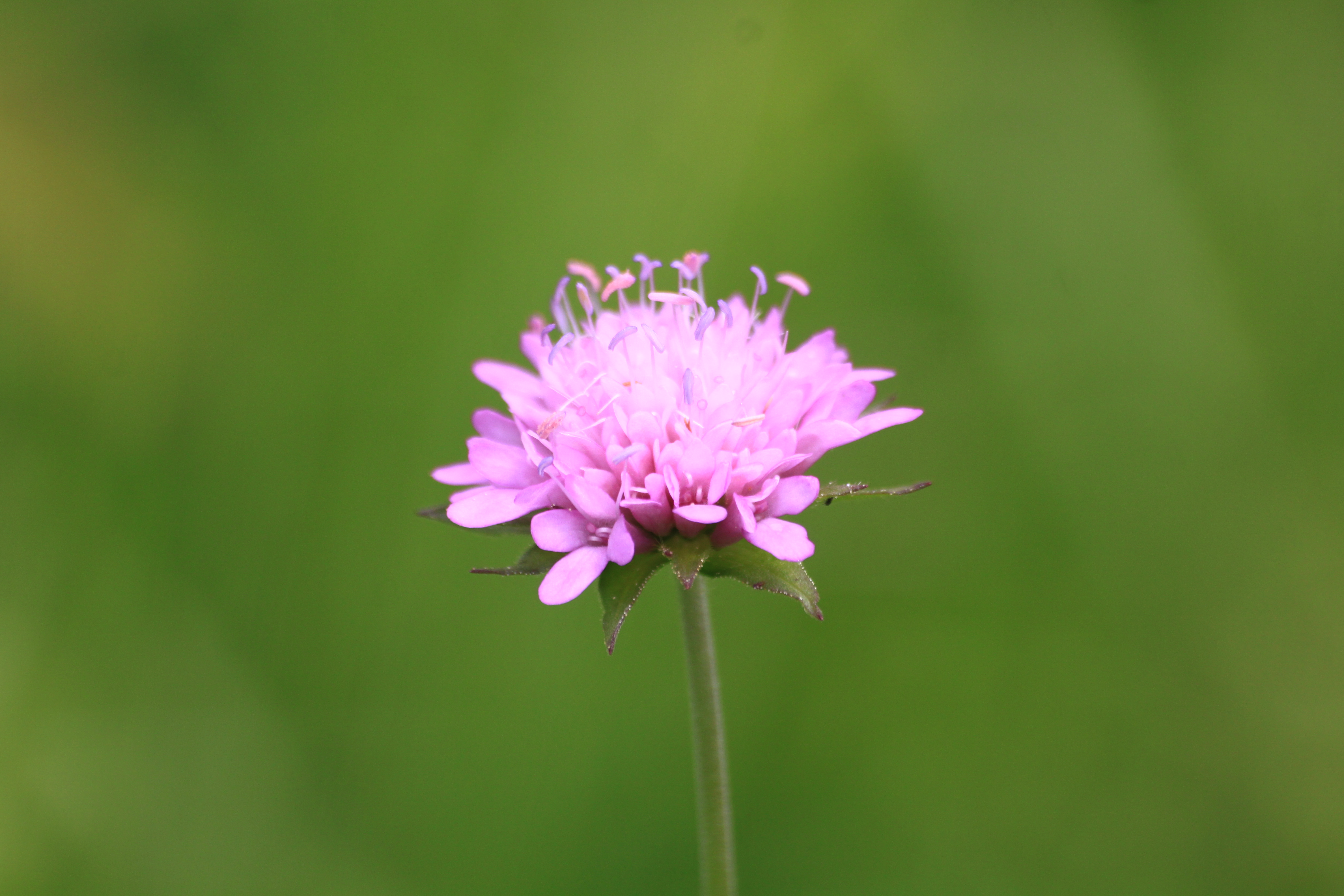 03092013132747 1913 art 880 knautia drymeia orfalu Orseg ungarn 340 419