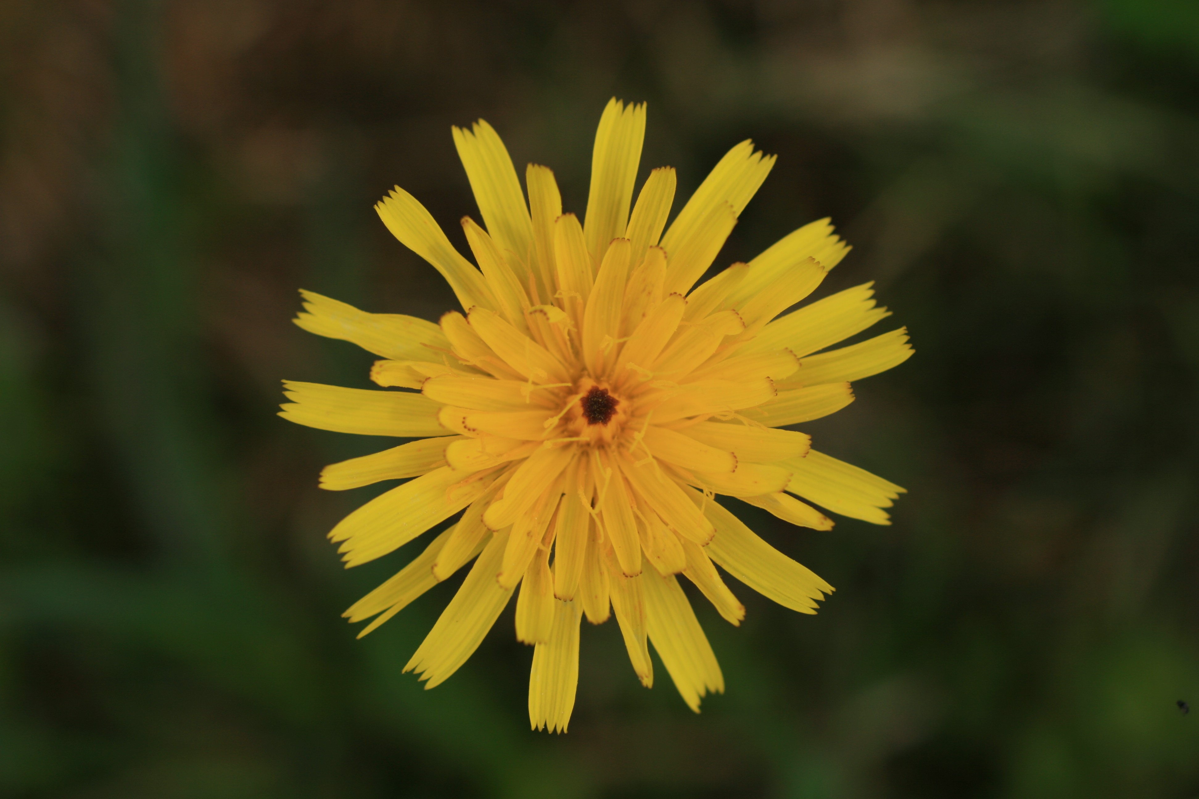 03092013132939 1914 art 1297 leontodon hispidus glabratus burgfried img 7861 4