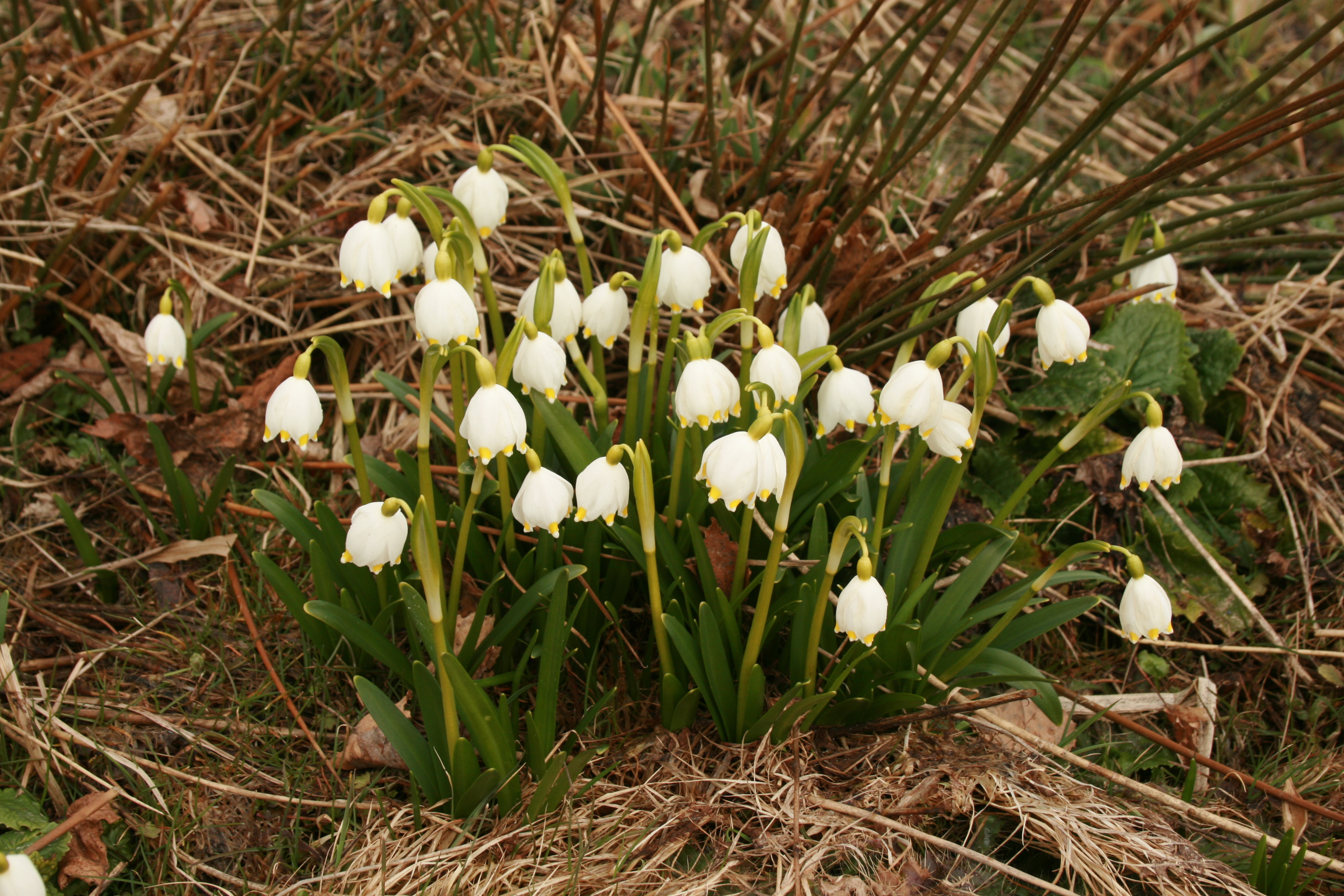 03092013134050 1916 art 236 leucojum vernum drei hauser friedberg 0 246