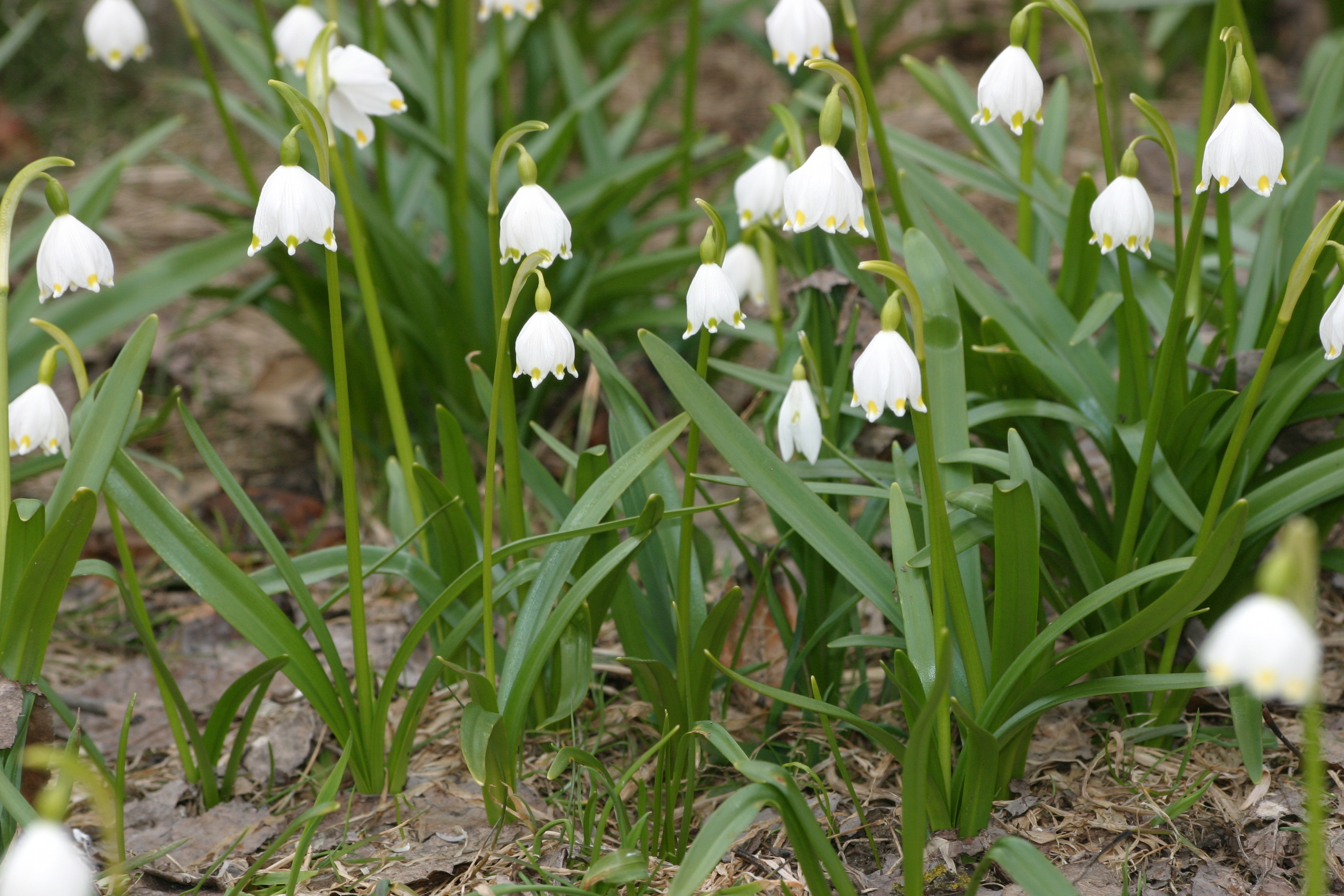 03092013134221 1917 art 236 leucojum vernum img 6076 4