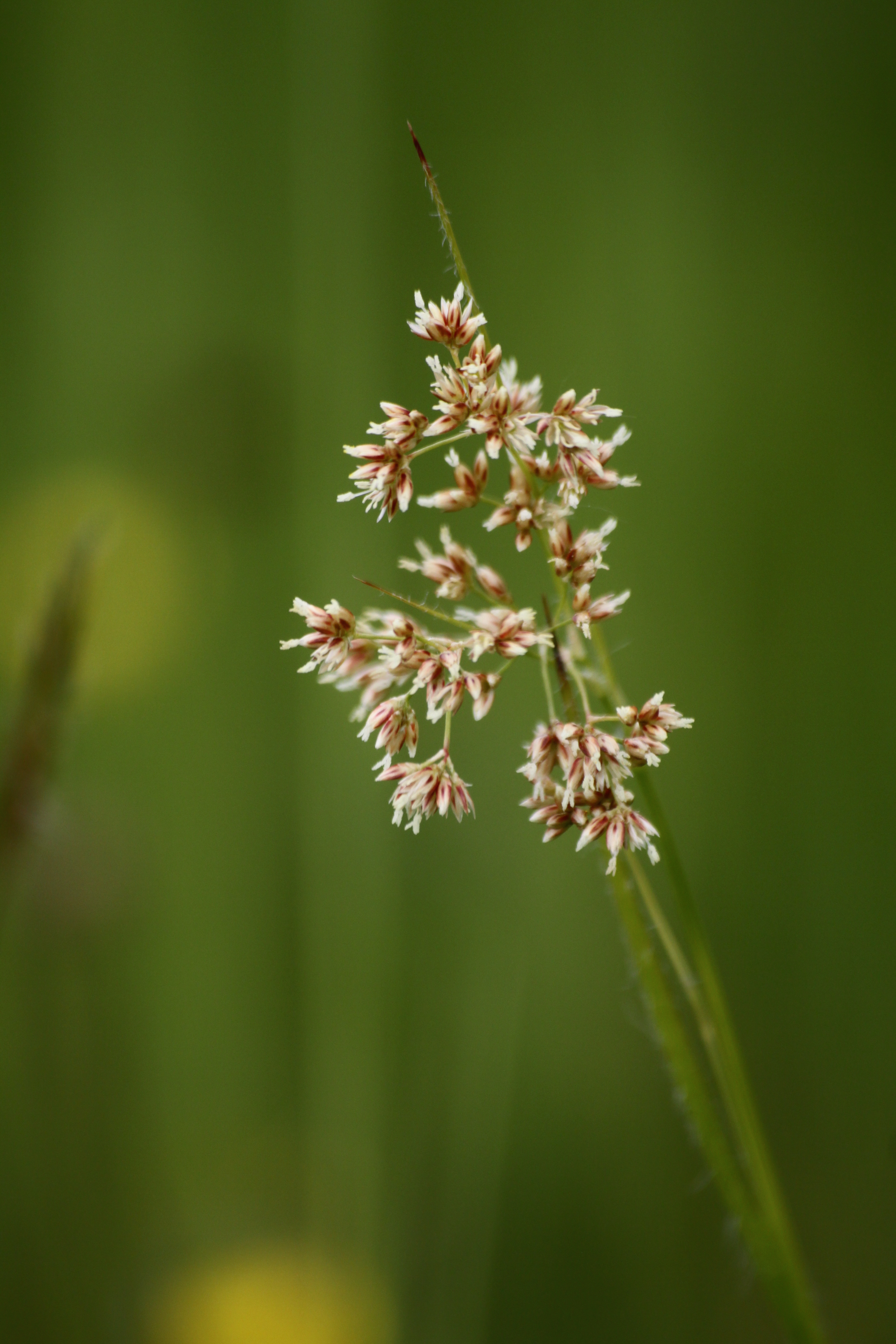 03092013134602 1918 art 476 luzula luzuloides masenberg enzianwiese suedl 02 52