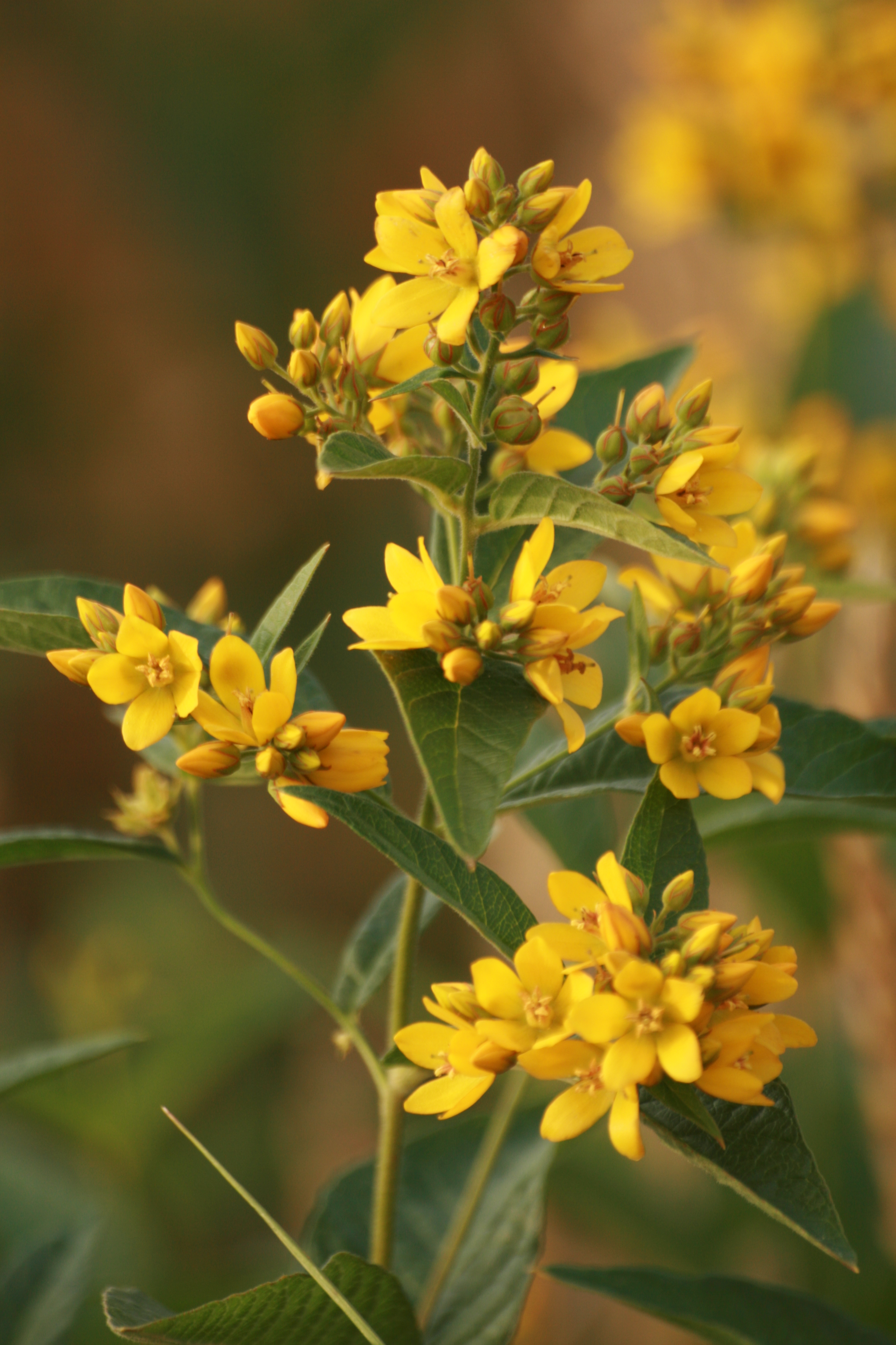 03092013134810 1919 art 918 lysimachia vulgaris lafnitzwiesen st johann i h 03 44