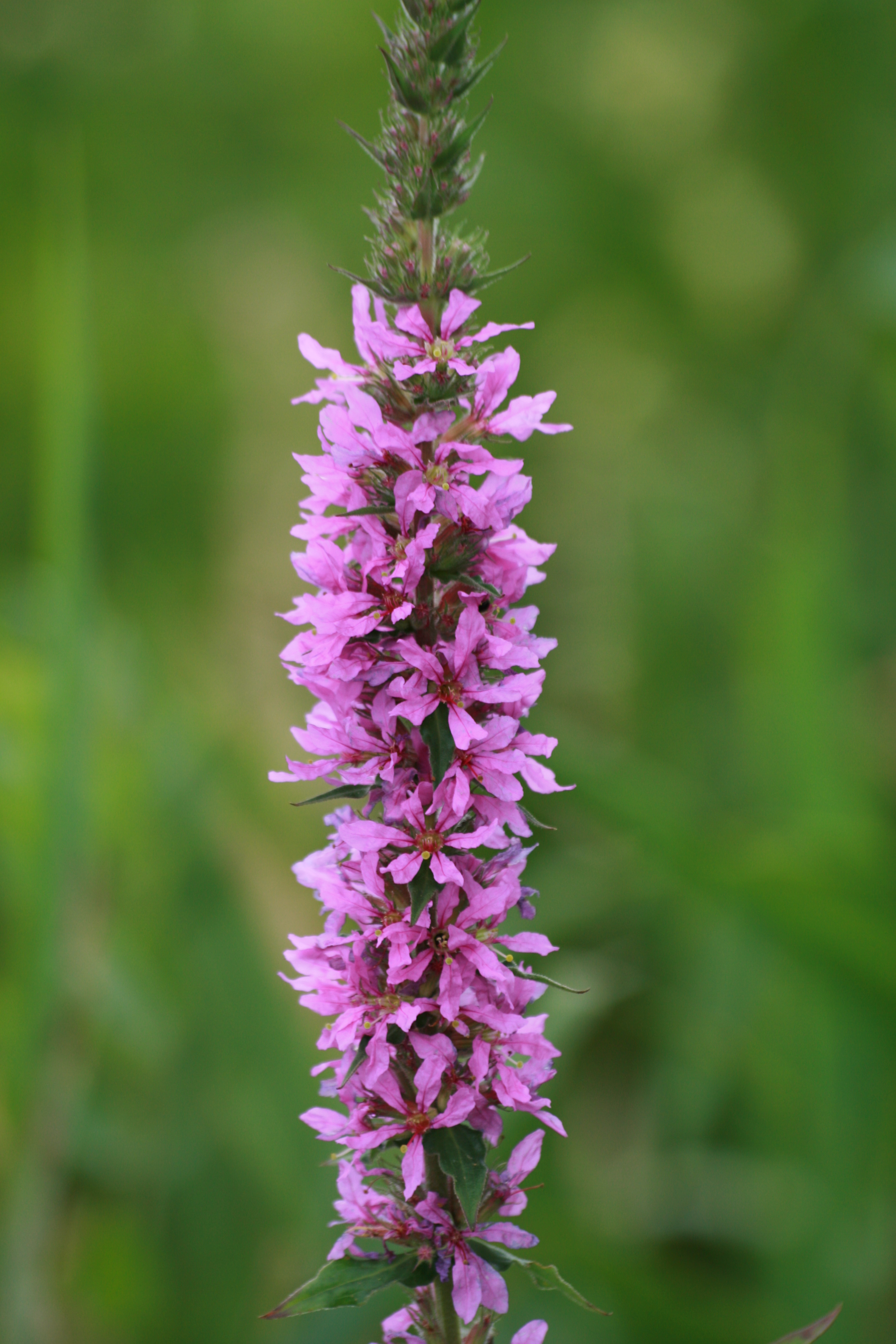 03092013134941 1920 art 917 lythrum salicaria st johann i h grosschedlmuhle 23 25