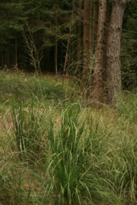 03092013135206 1921 art 1124 molinia arundinacea sulzegg schweinsbach 53 5