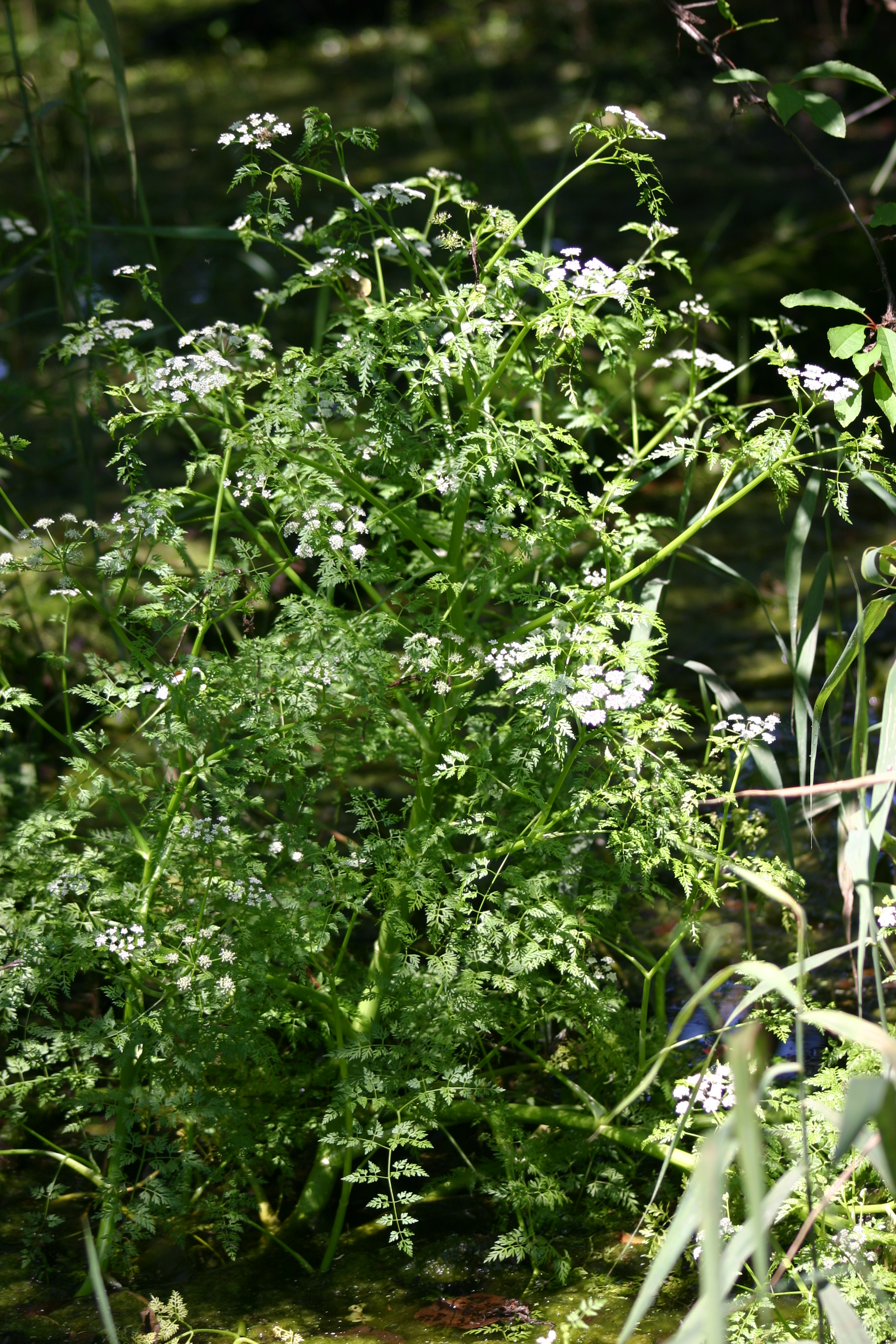 03092013135358 1922 art 737 oenanthe aquatica dietzen img 2504 1