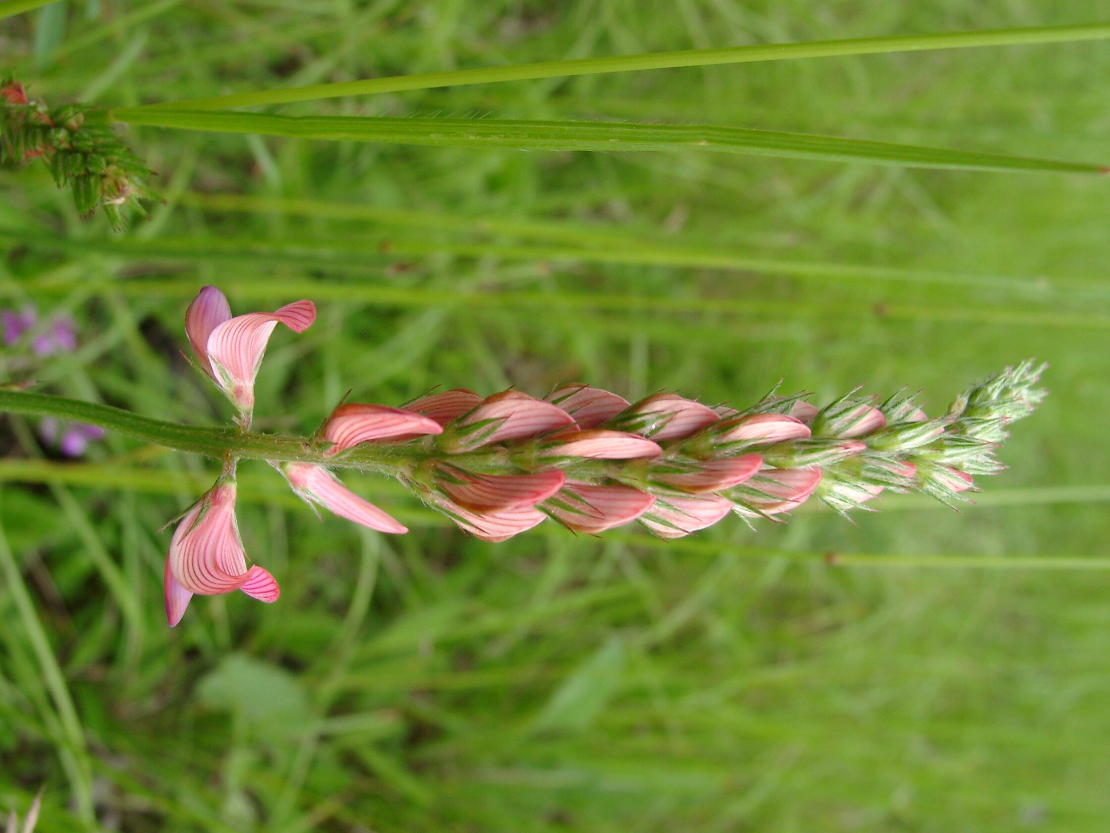 03092013135505 1923 art 559 onobrychis viciifolia 05230042