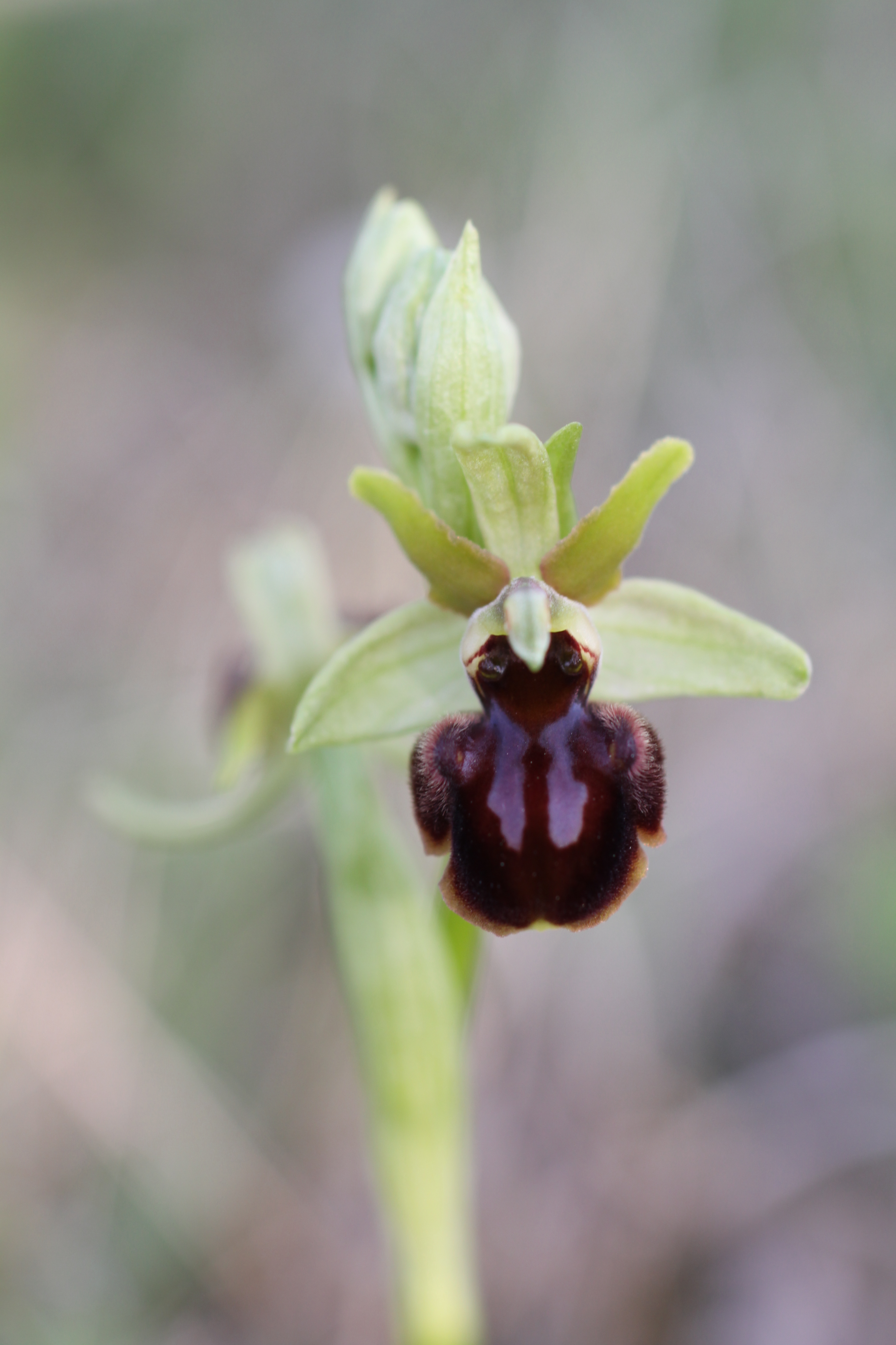 03092013135651 1924 art 550 ophrys sphegodes zanka balaton ungarn 02 284