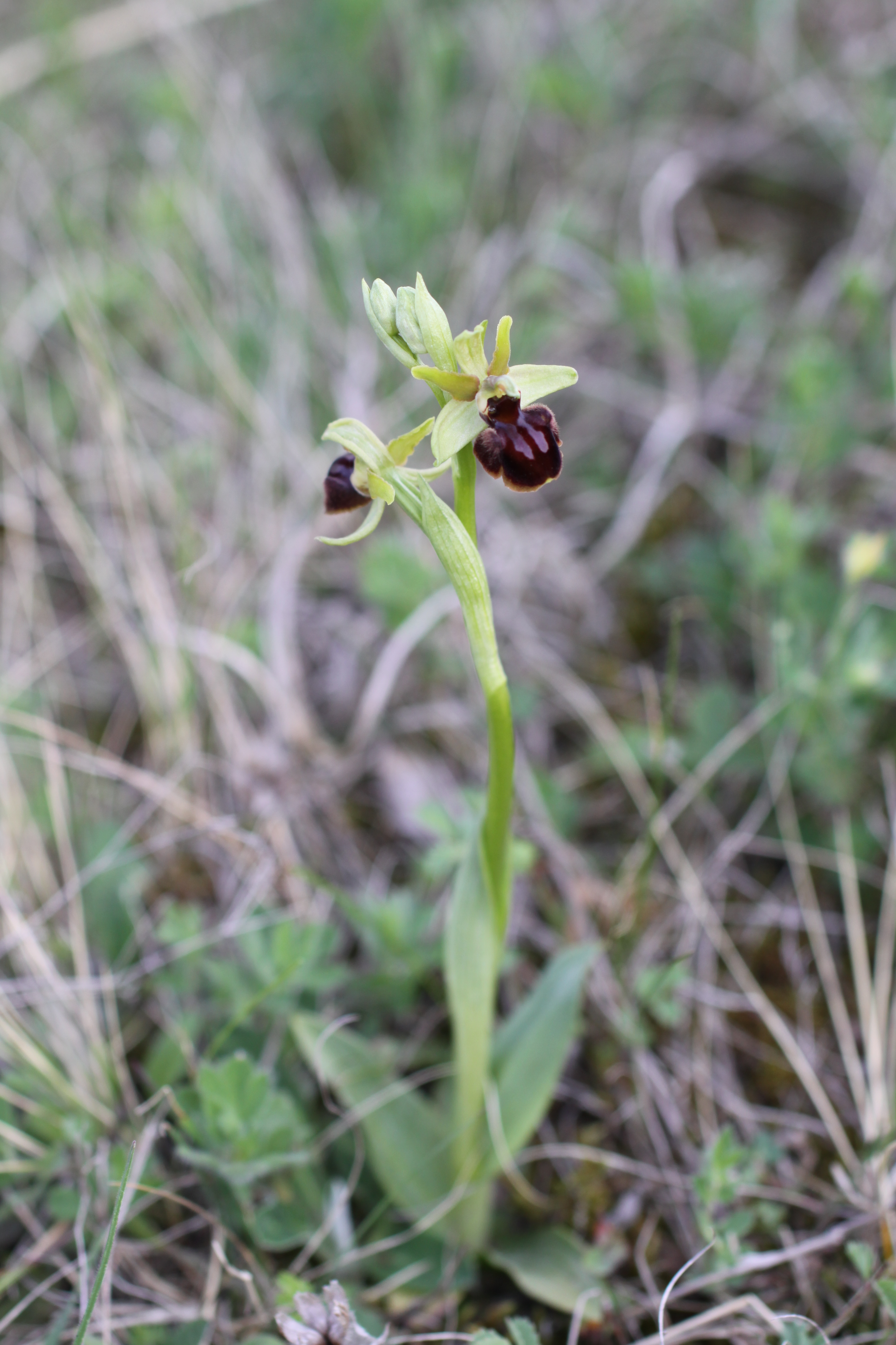 03092013135846 1925 art 550 ophrys sphegodes zanka balaton ungarn 02 287