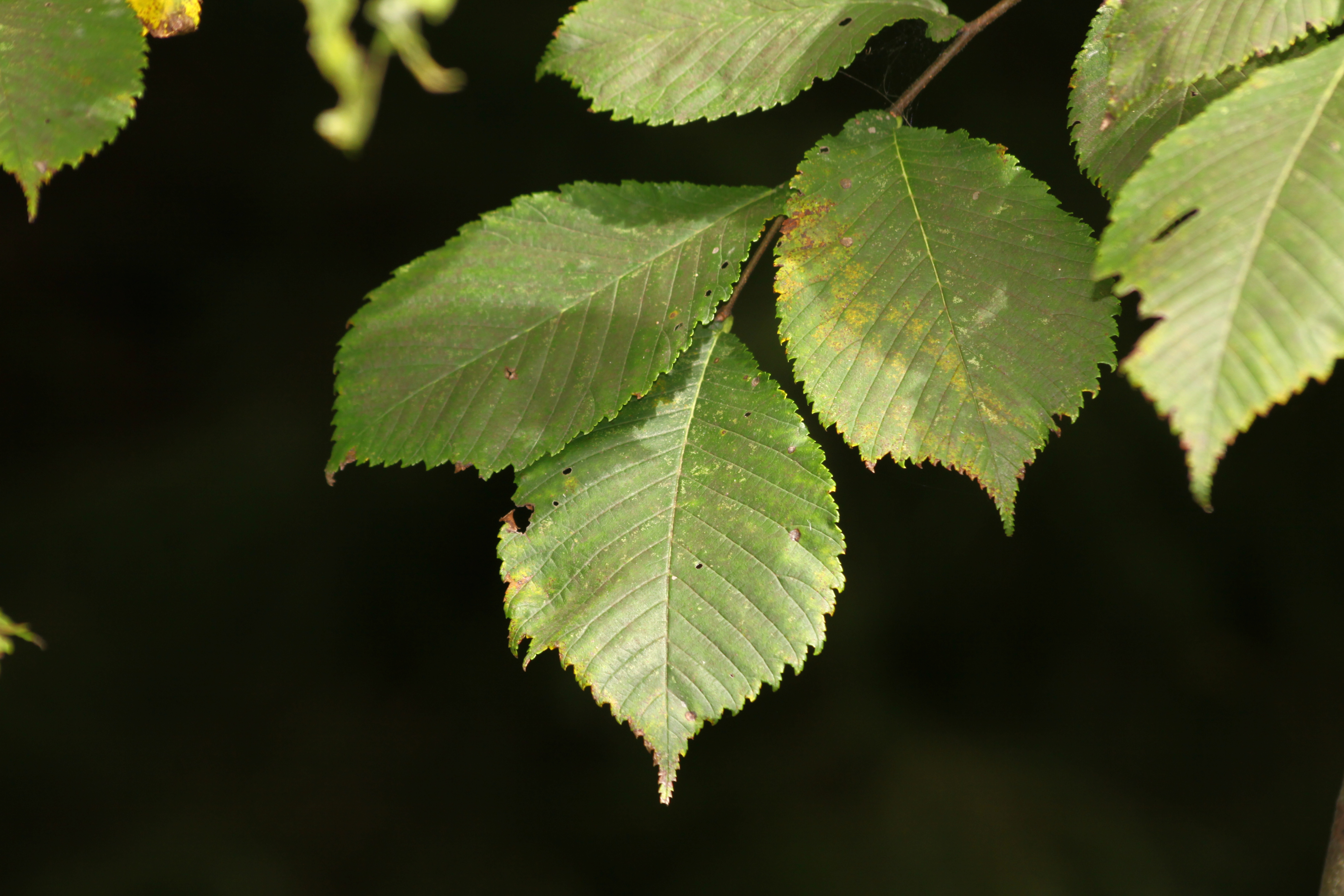 03092013140059 1926 art 1301 0 112