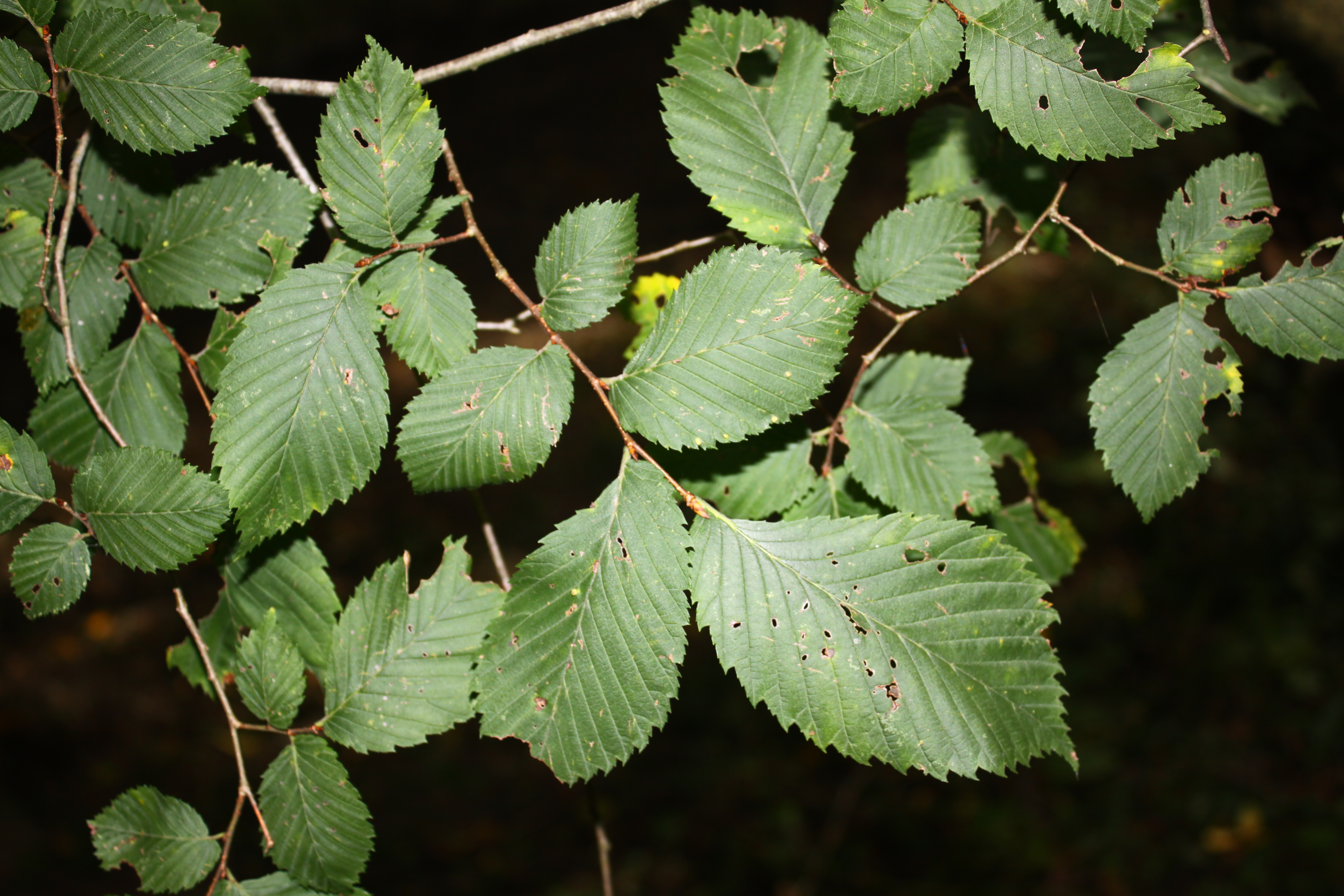 03092013140235 1927 art 208 0 144