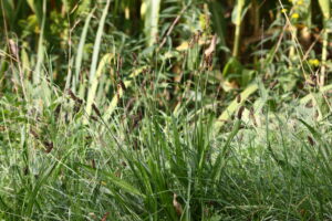 03092013140451 1928 art 1128 0 171 2