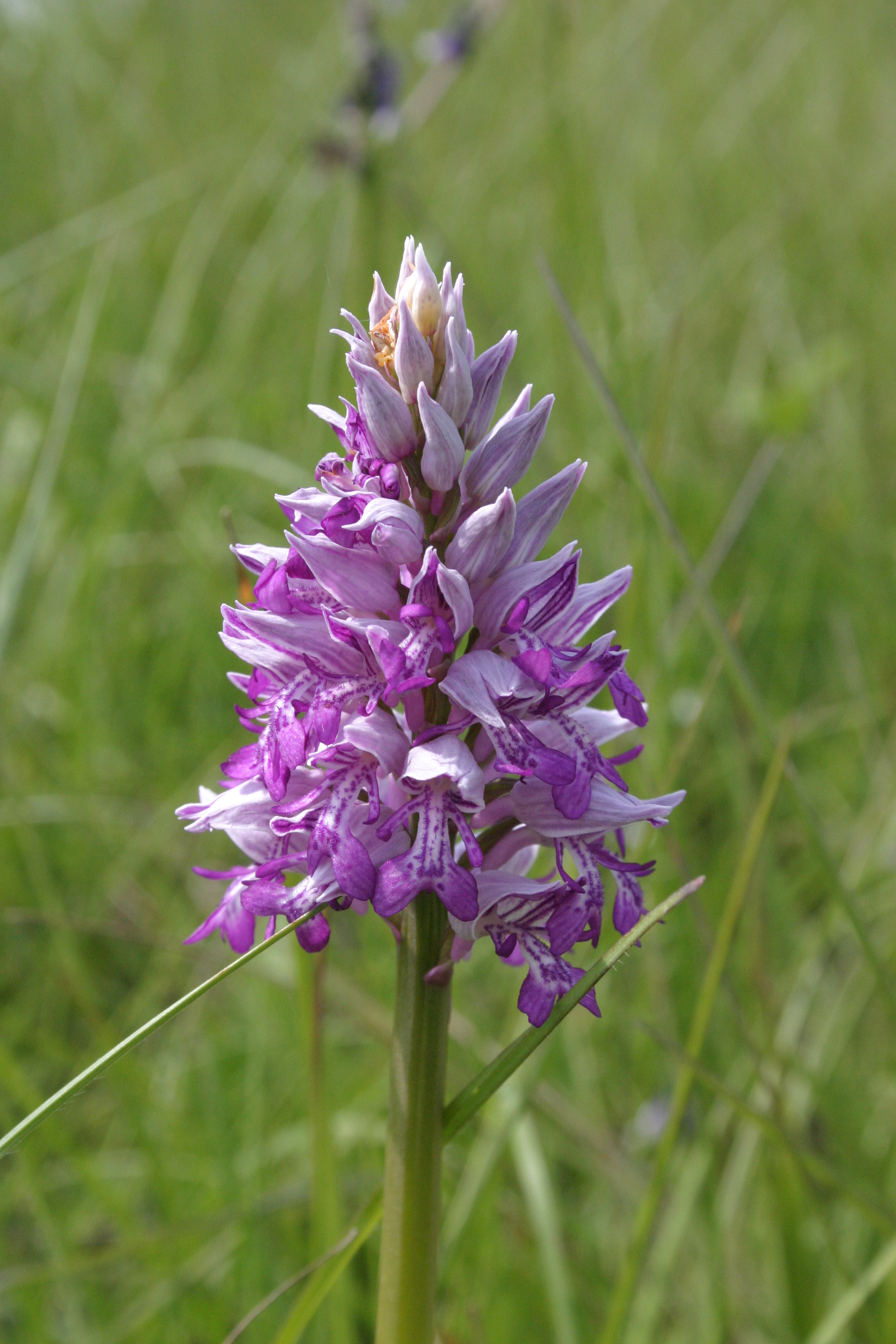 03092013140630 1929 art 551 orchis militaris img 8733
