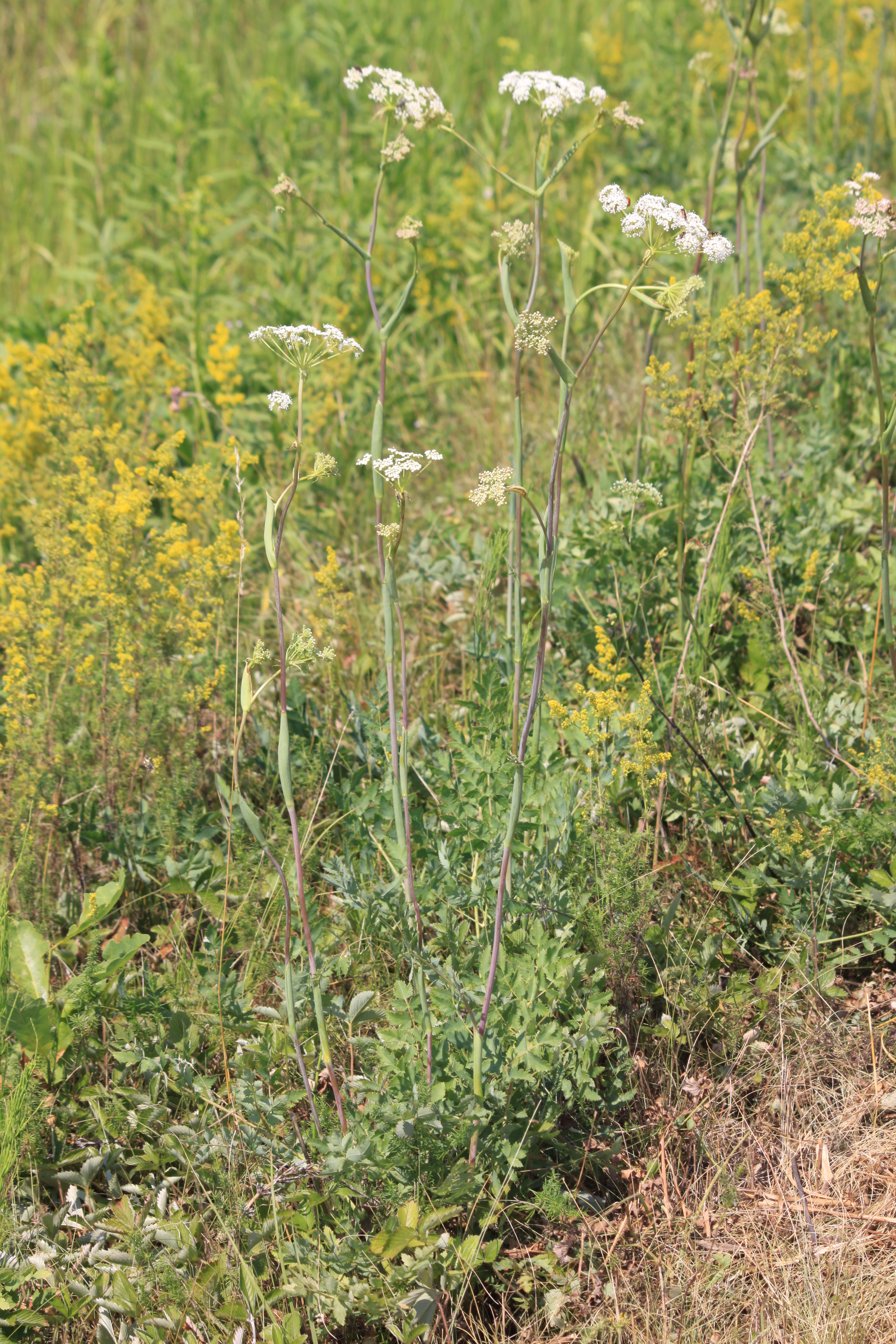 03092013141009 1930 art 468 peucedanum cervicaria hagensdorf 24 88