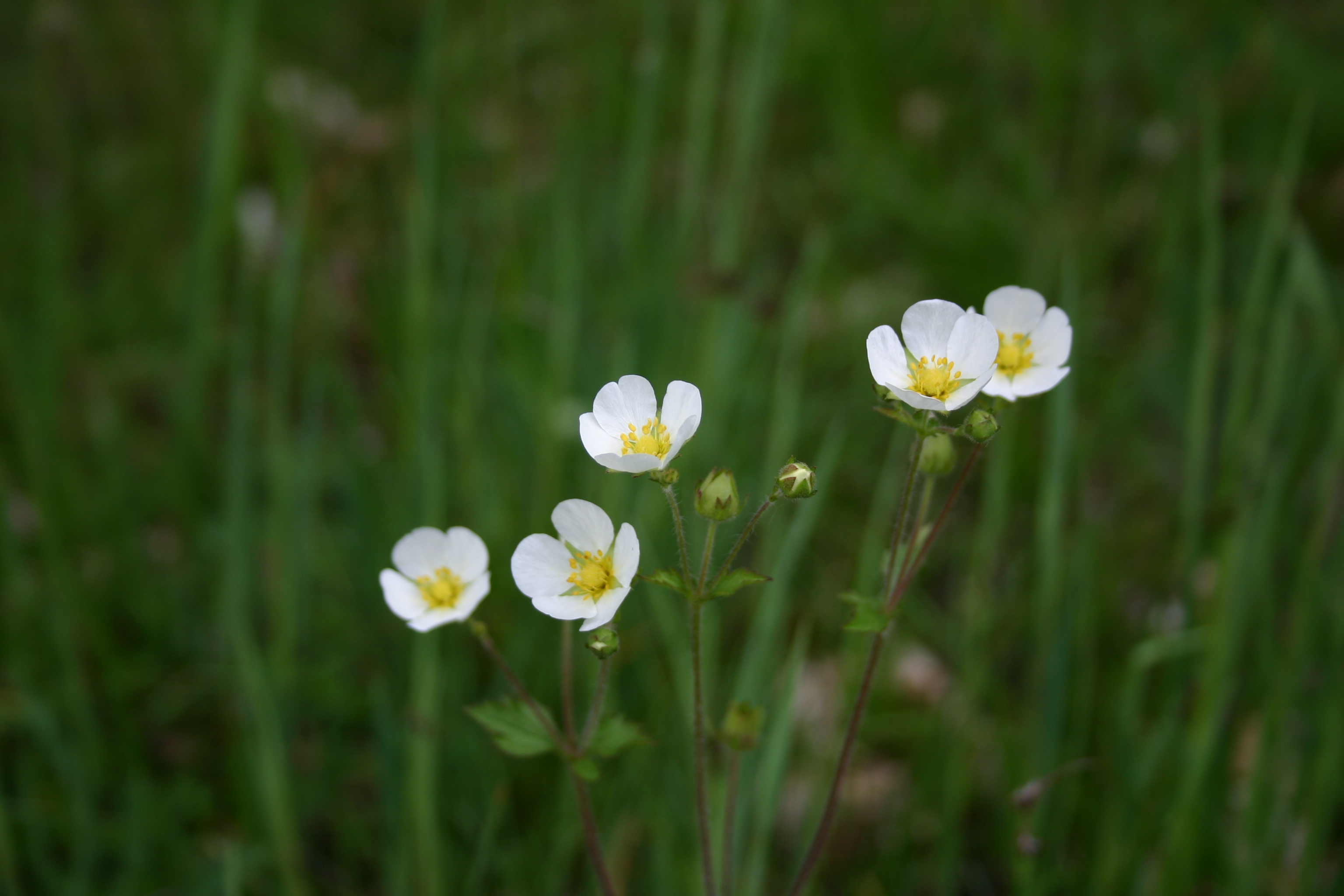 03092013141254 1931 art 545 potentilla rupestris img 8681 1