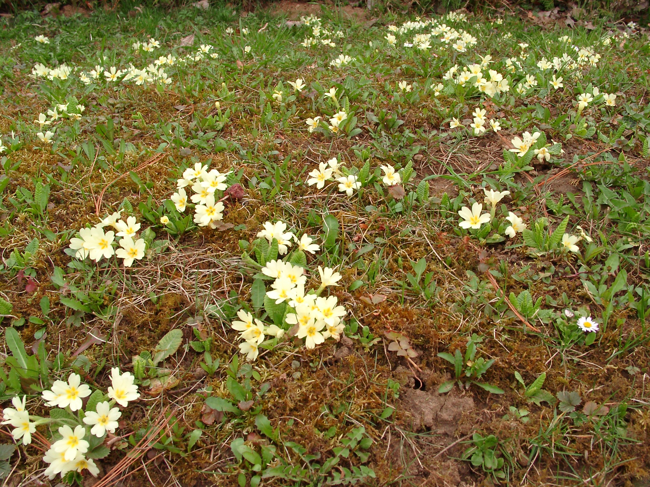 03092013141403 1932 art 881 primula acaulis 04020032