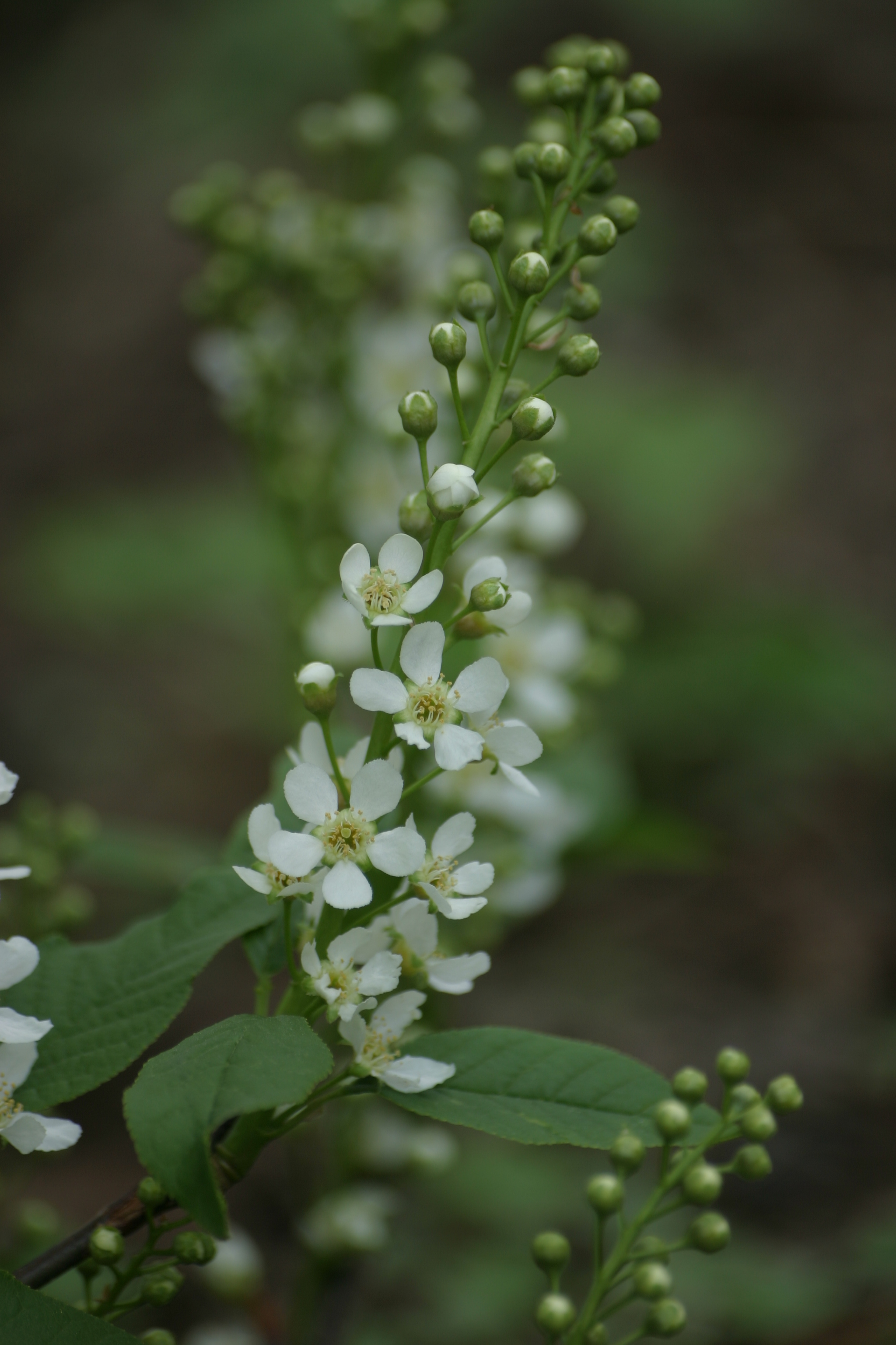 03092013141648 1933 art 229 prunus padus leonhardbach img 7942 4