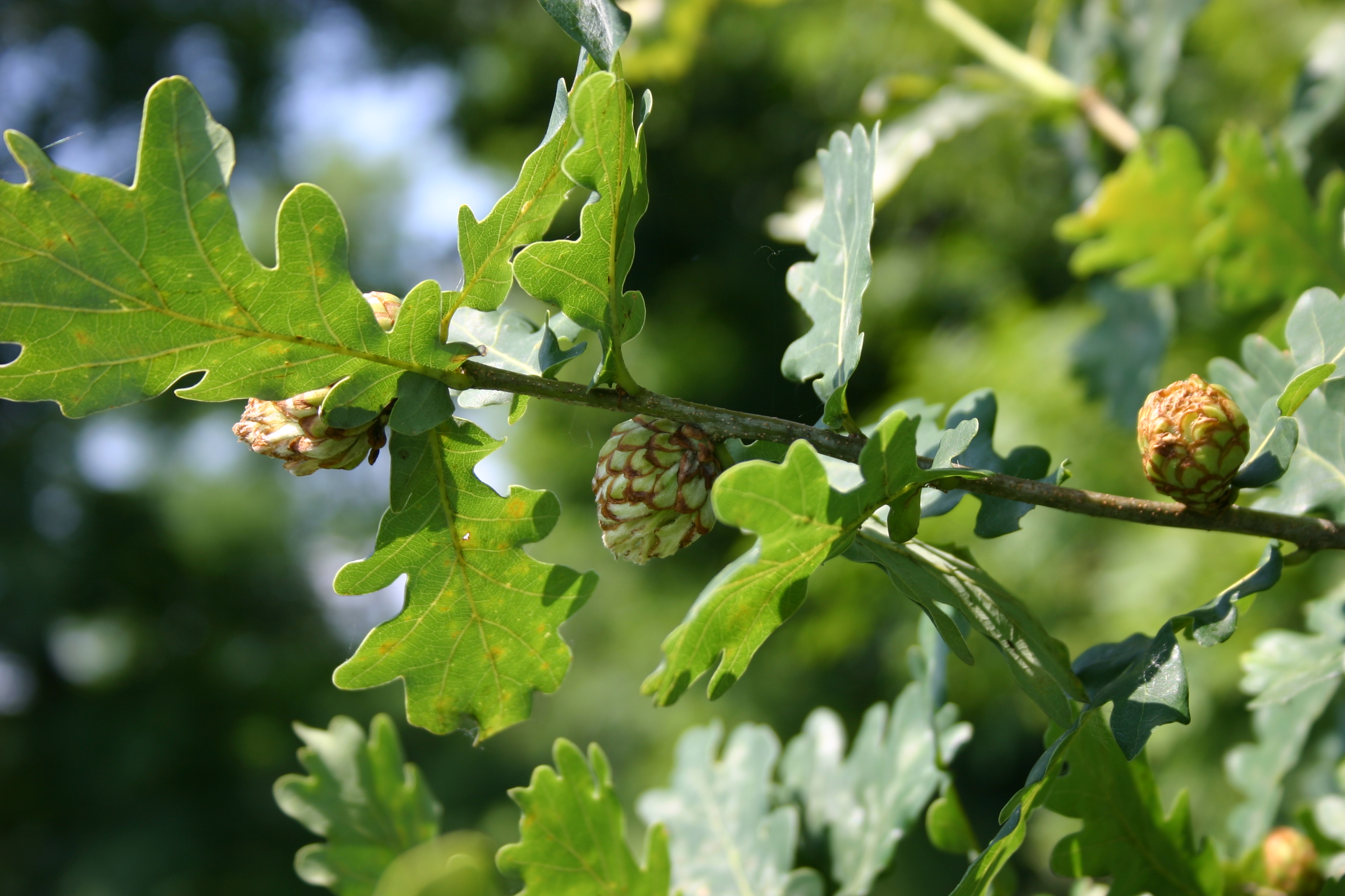 03092013141934 1934 art 207 quercus robus werndf img 3090 5