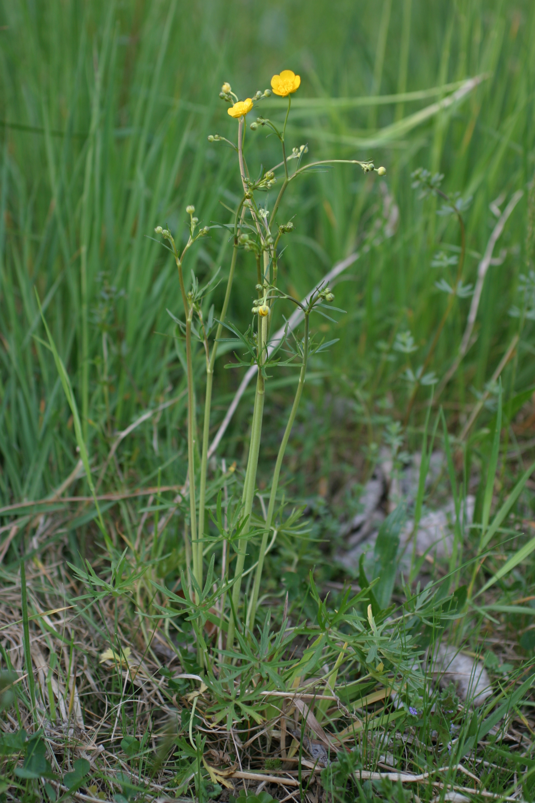 03092013142050 1935 art 494 ranunculus acris burgfried img 7673 2