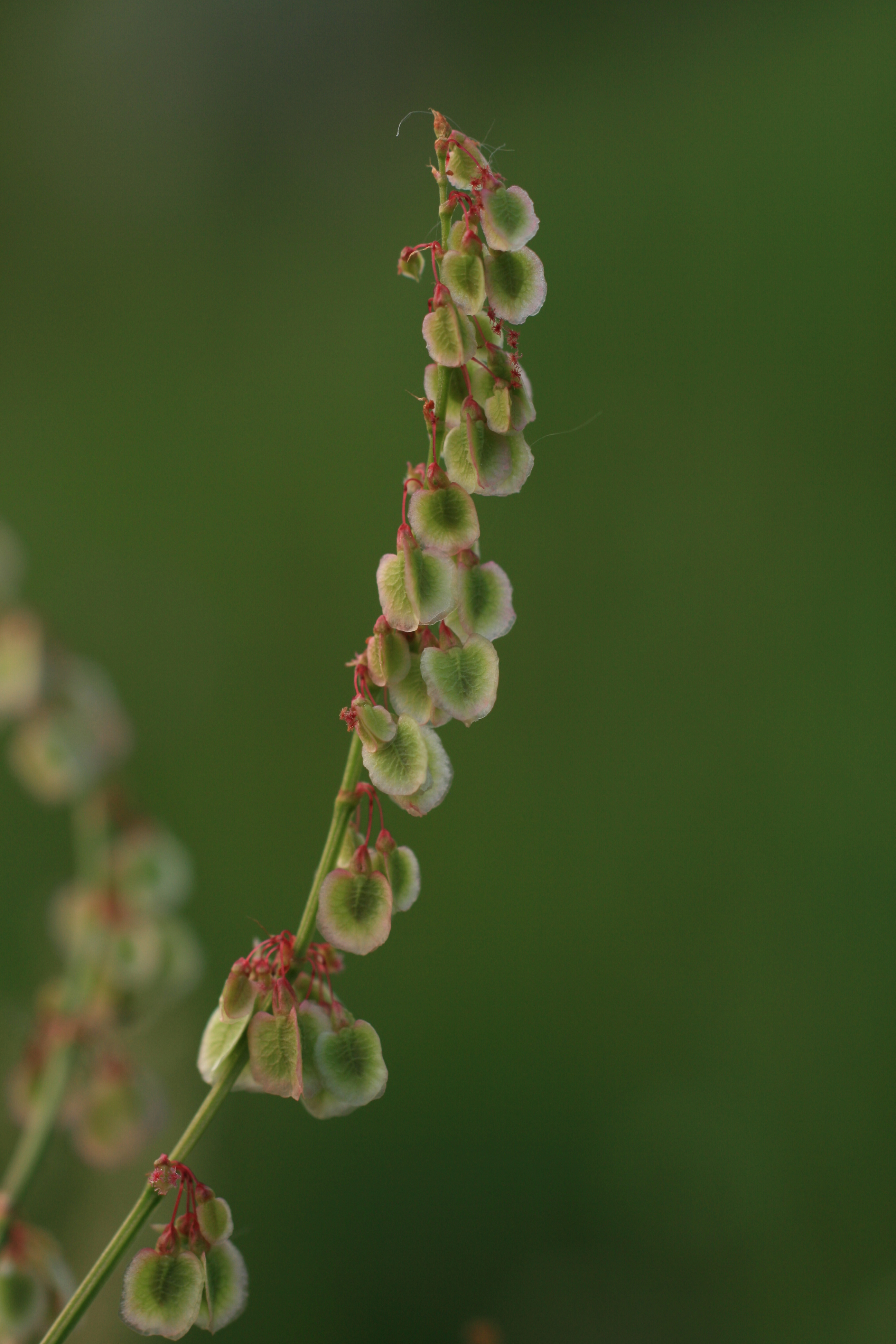 03092013142340 1936 art 504 rumex2 acetosa ori
