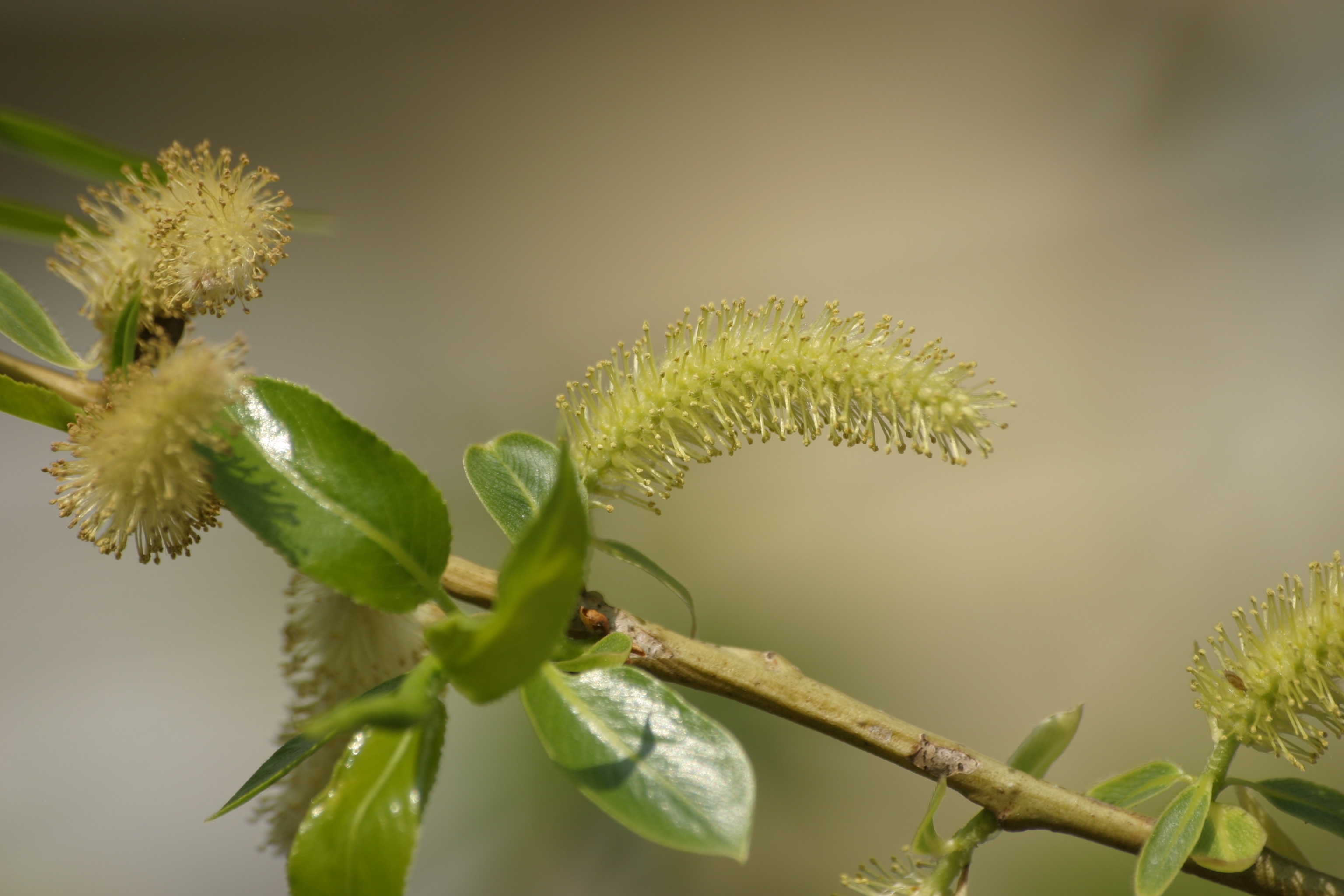 03092013142720 1938 art 1273 salix fragilis am leonhardbach img 7932 1