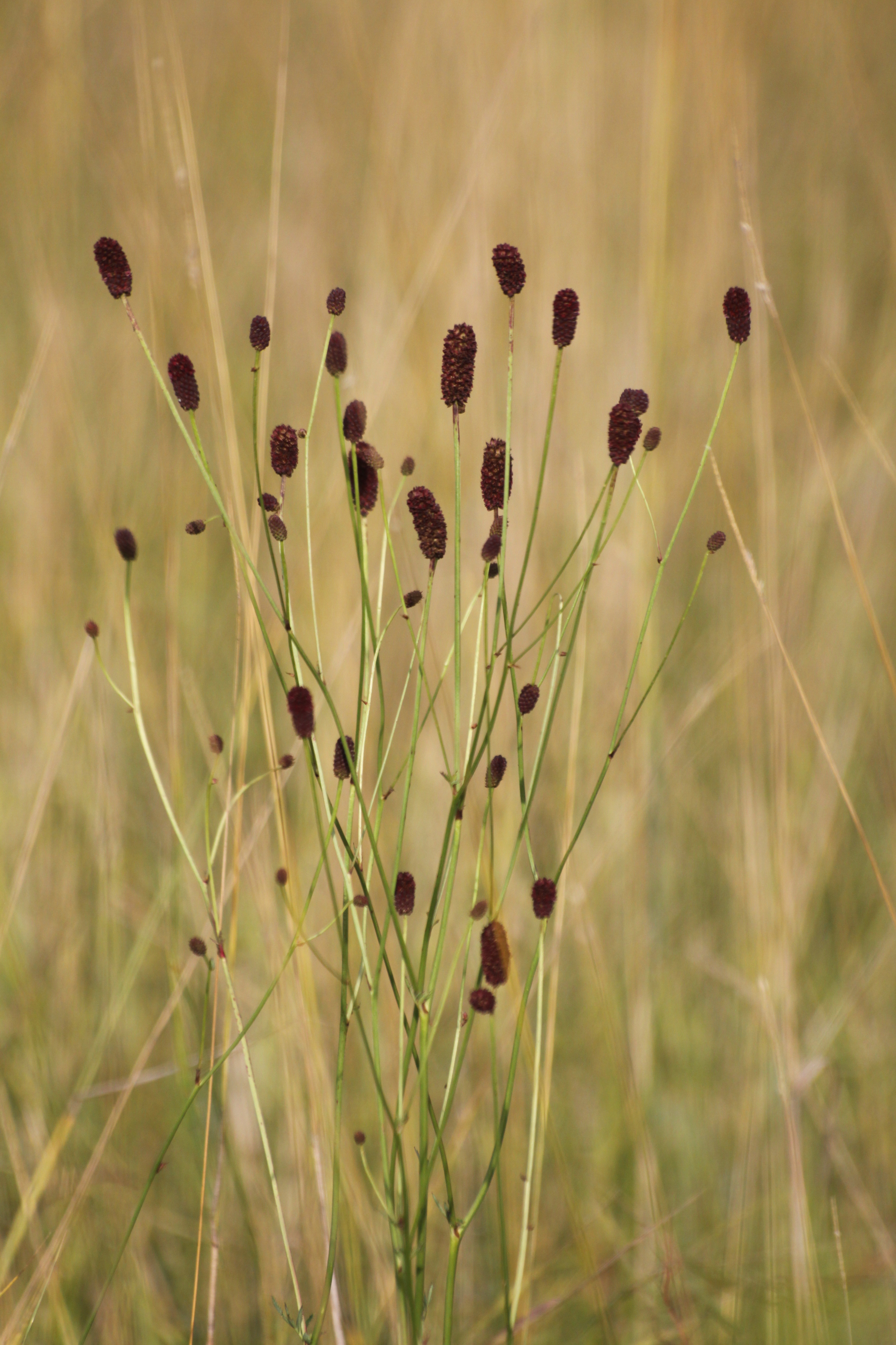 03092013142928 1939 art 332 sanguisorba officinalis burgau lobenbach 65 7