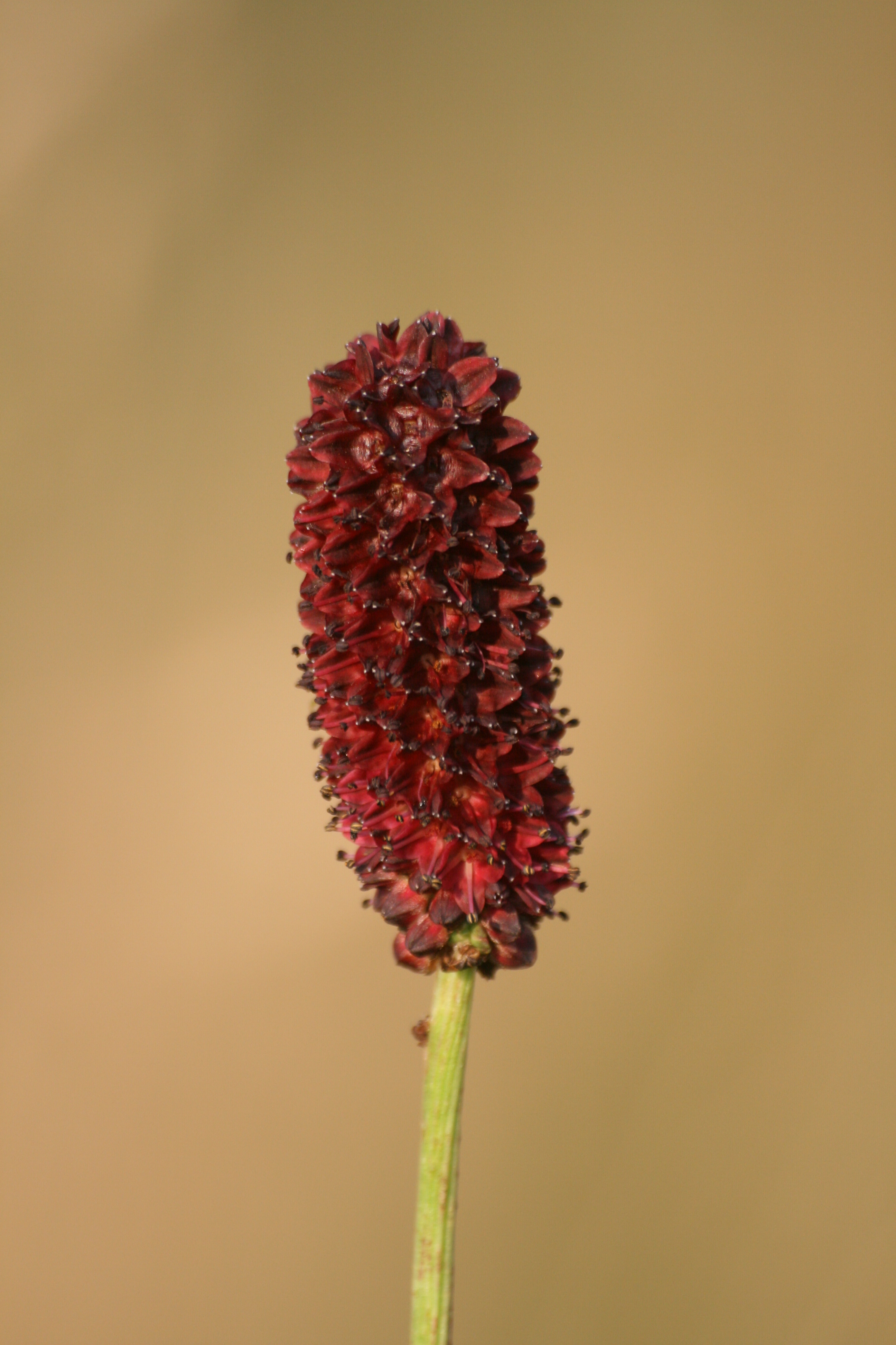 03092013143048 1940 art 332 sanguisorba officinalis lafnitzwiesen oberrohr 19