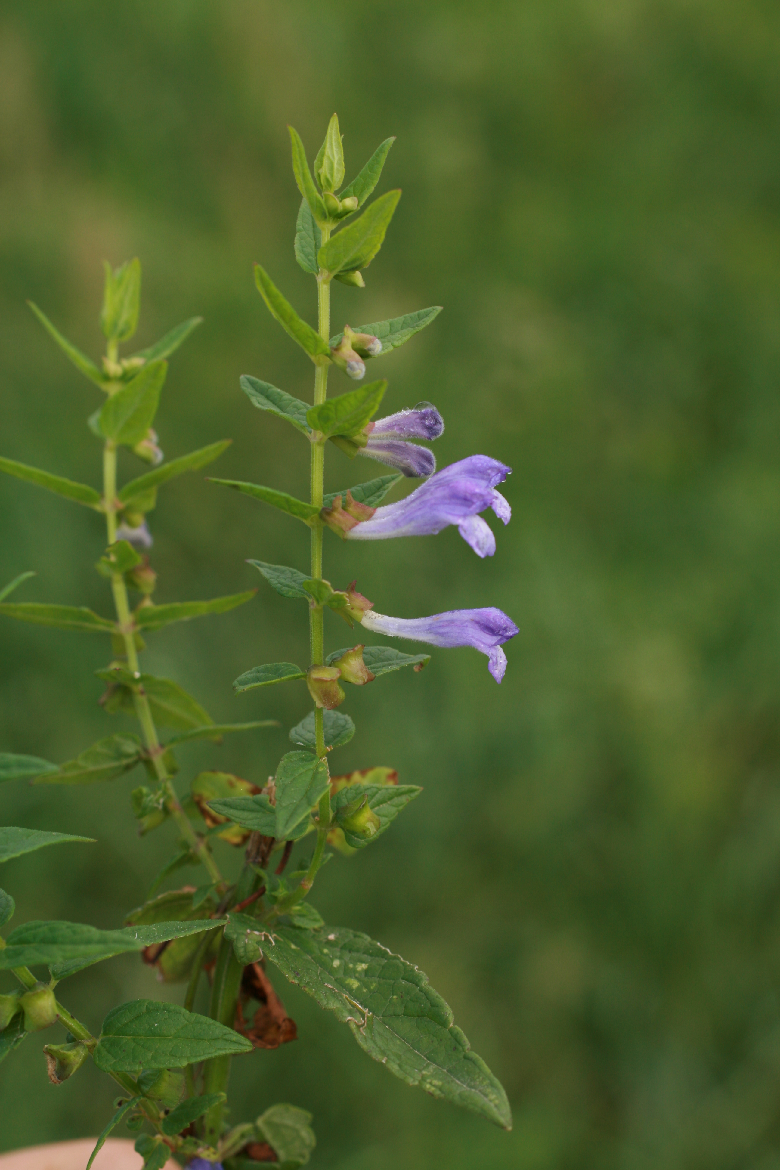 03092013143223 1941 art 1252 scutellaria galericulata lafnitz bodenwiesen 133 4