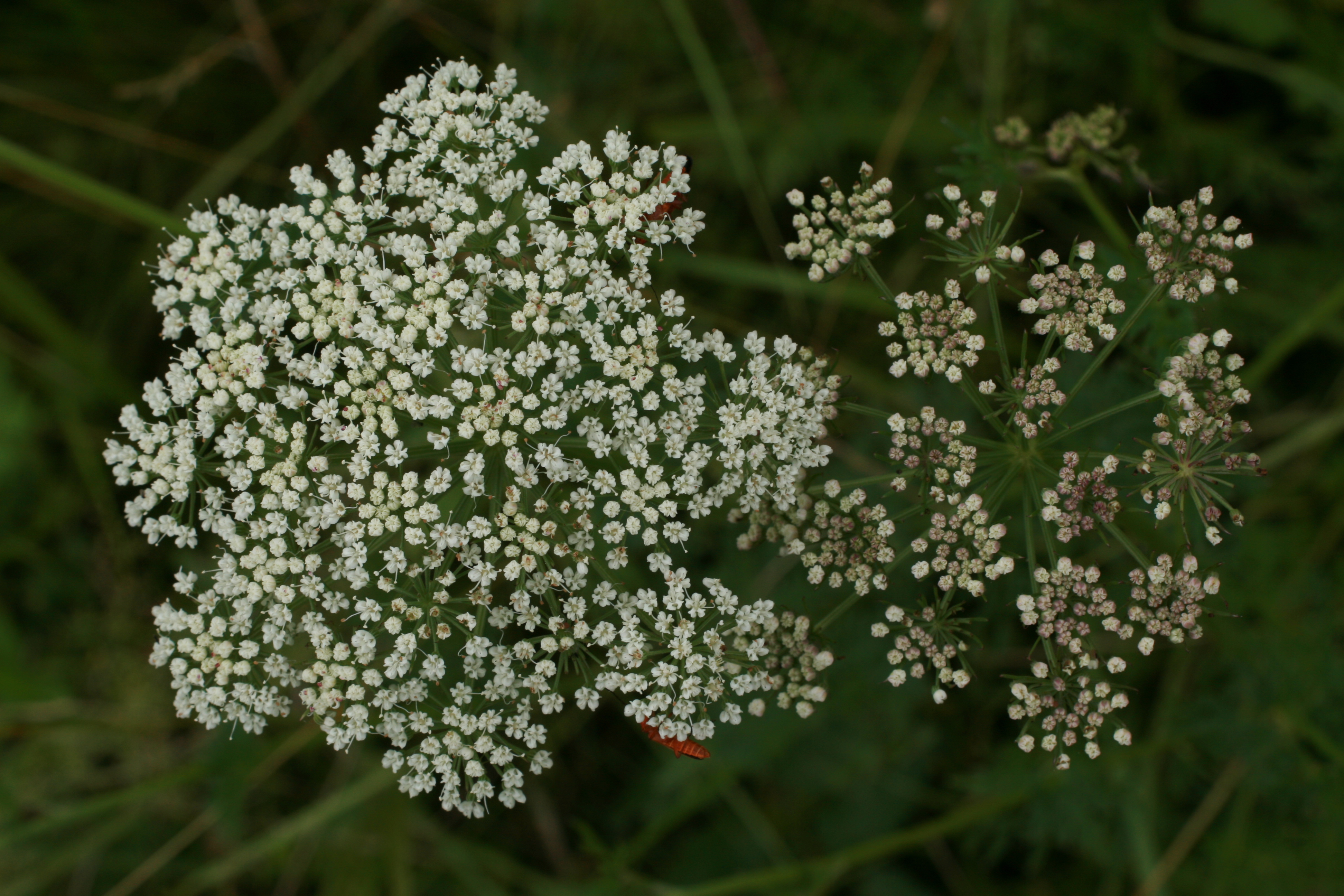 03092013143410 1942 art 348 selinum carvifolia worth a lafnitz bild 001 102