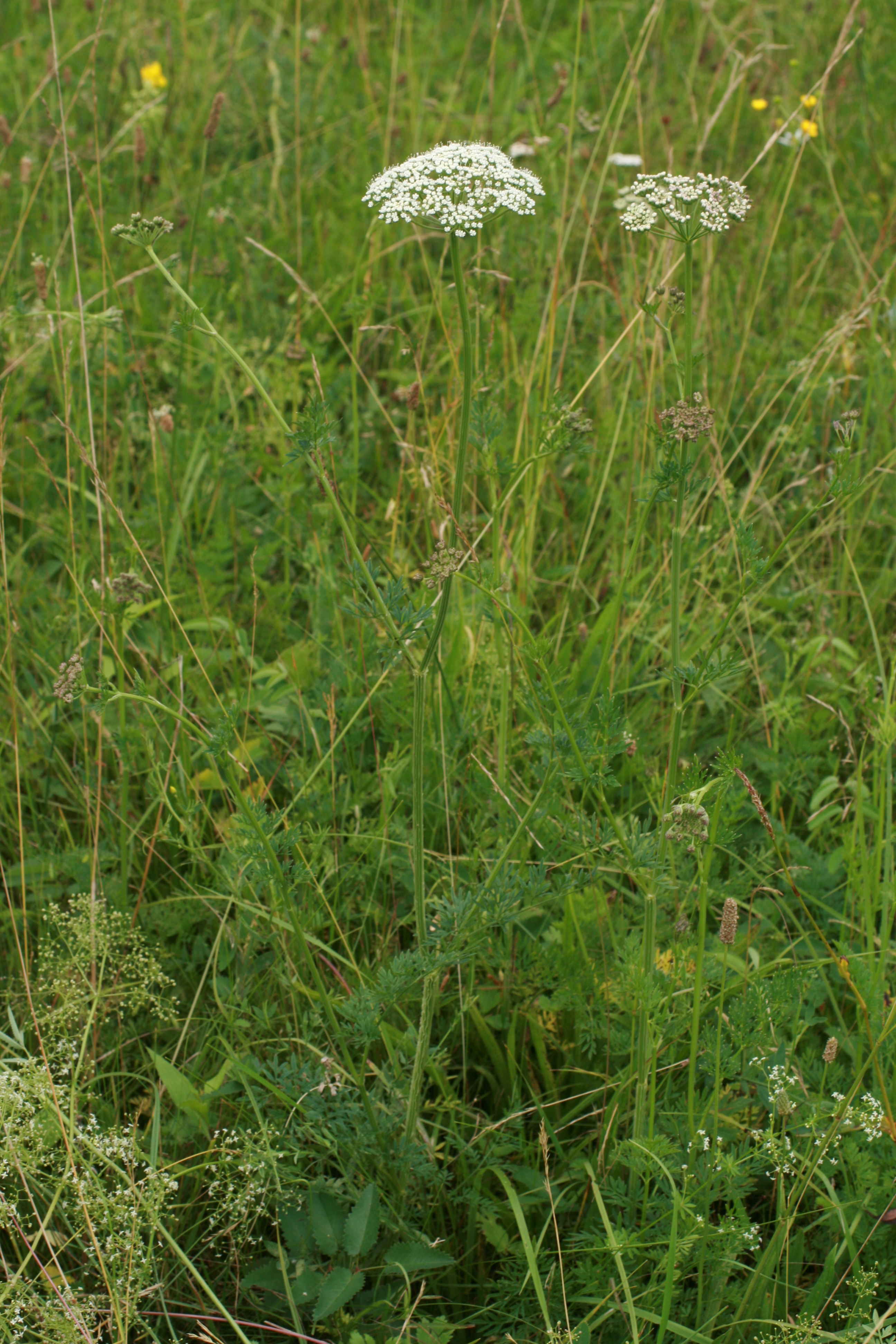 03092013143514 1943 art 348 selinum carvifolia worth a lafnitz bild 001 105